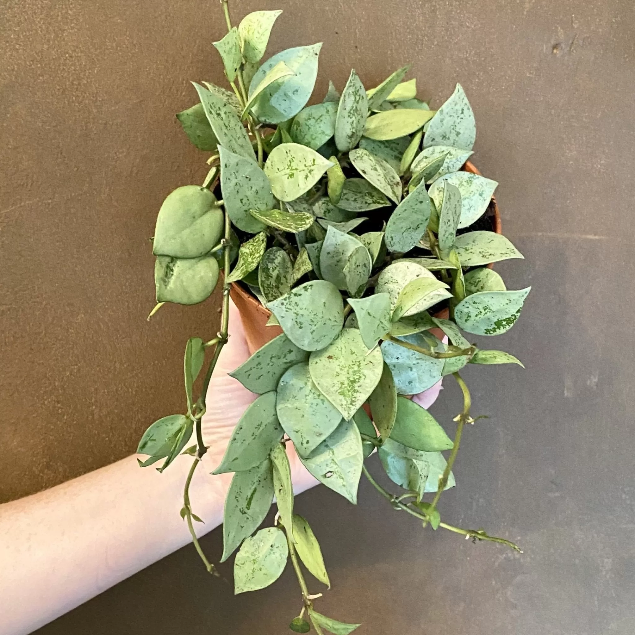 grow urban Hoya Krohniana 'Splash'- Hoya