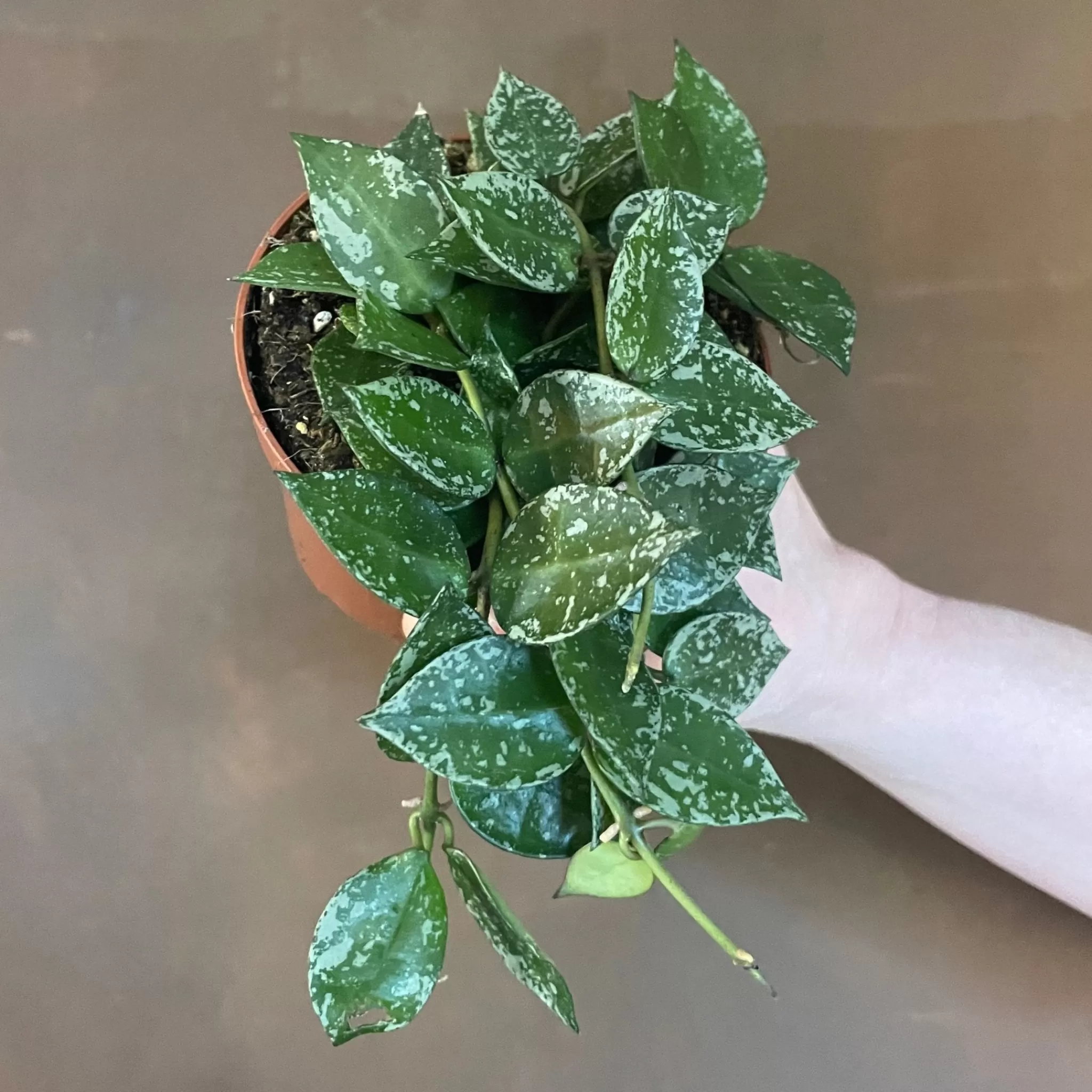 grow urban Hoya Krohniana 'Splash' (9cm Pot)- Hoya