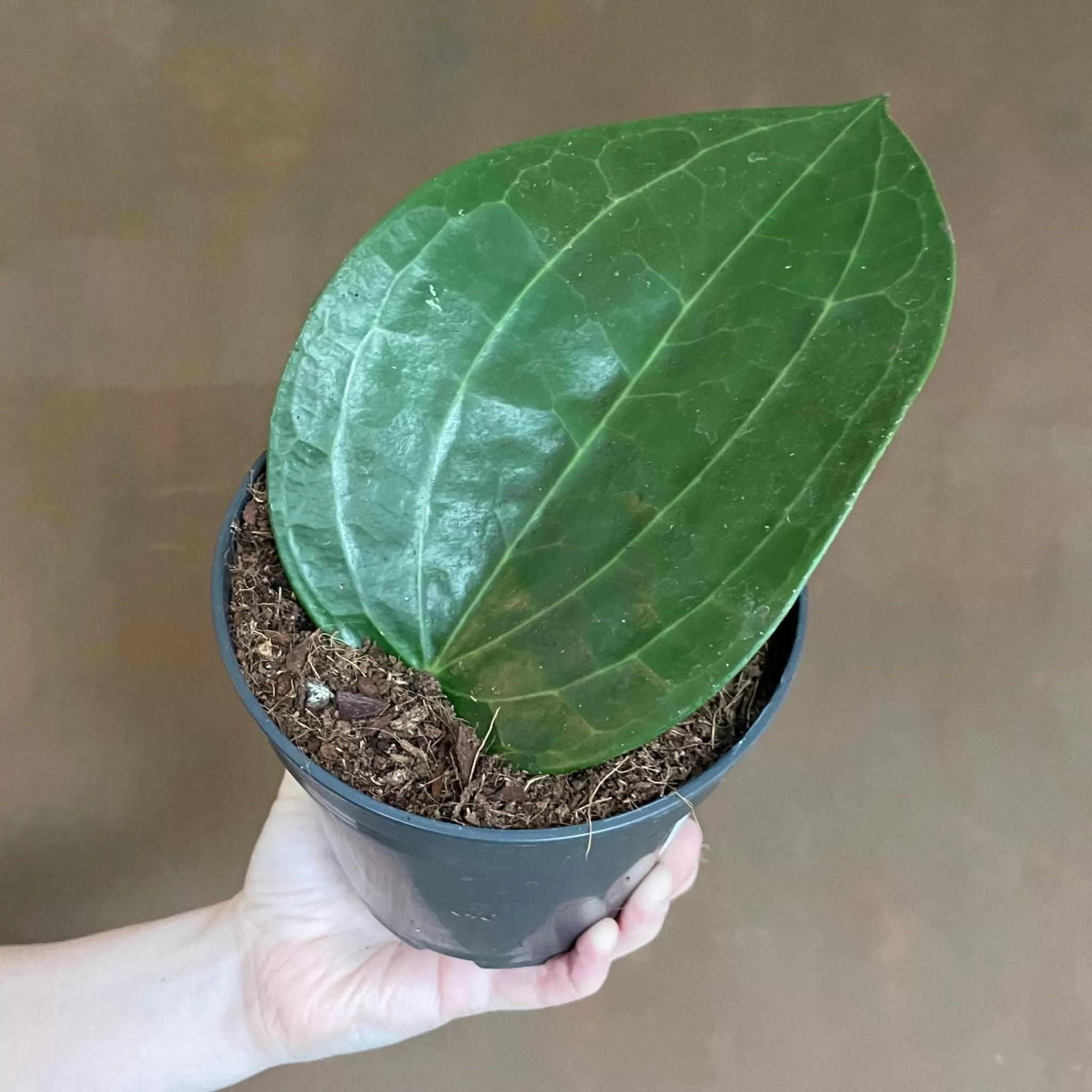 grow urban Hoya Latifolia (AKA Macrophylla)- Hoya | Rarely Seen