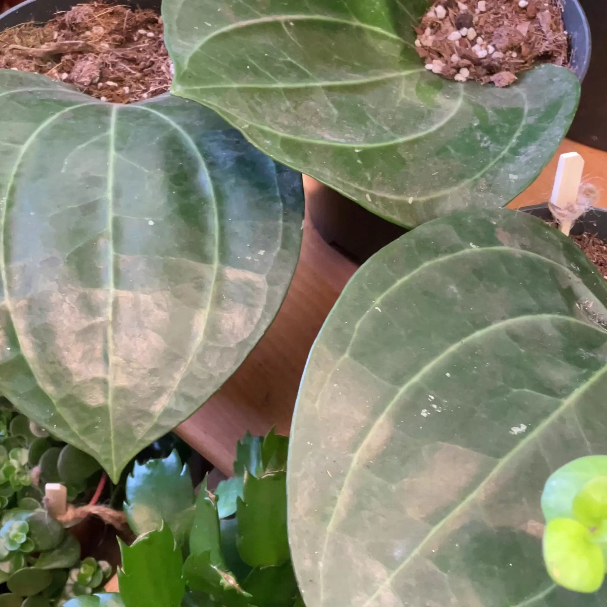 grow urban Hoya Latifolia (AKA Macrophylla)- Hoya | Rarely Seen