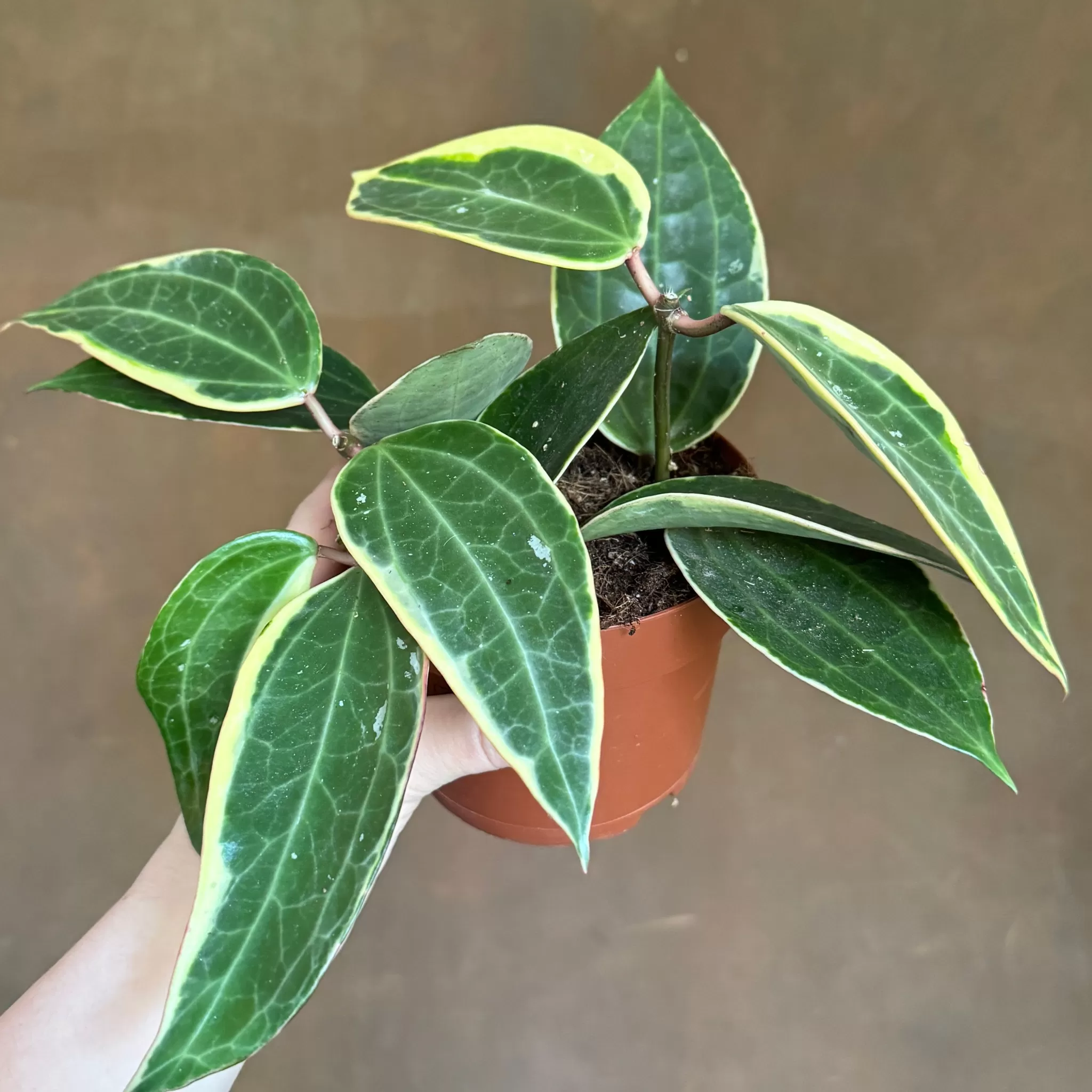 grow urban Hoya Latifolia 'Albomarginata'- Hoya