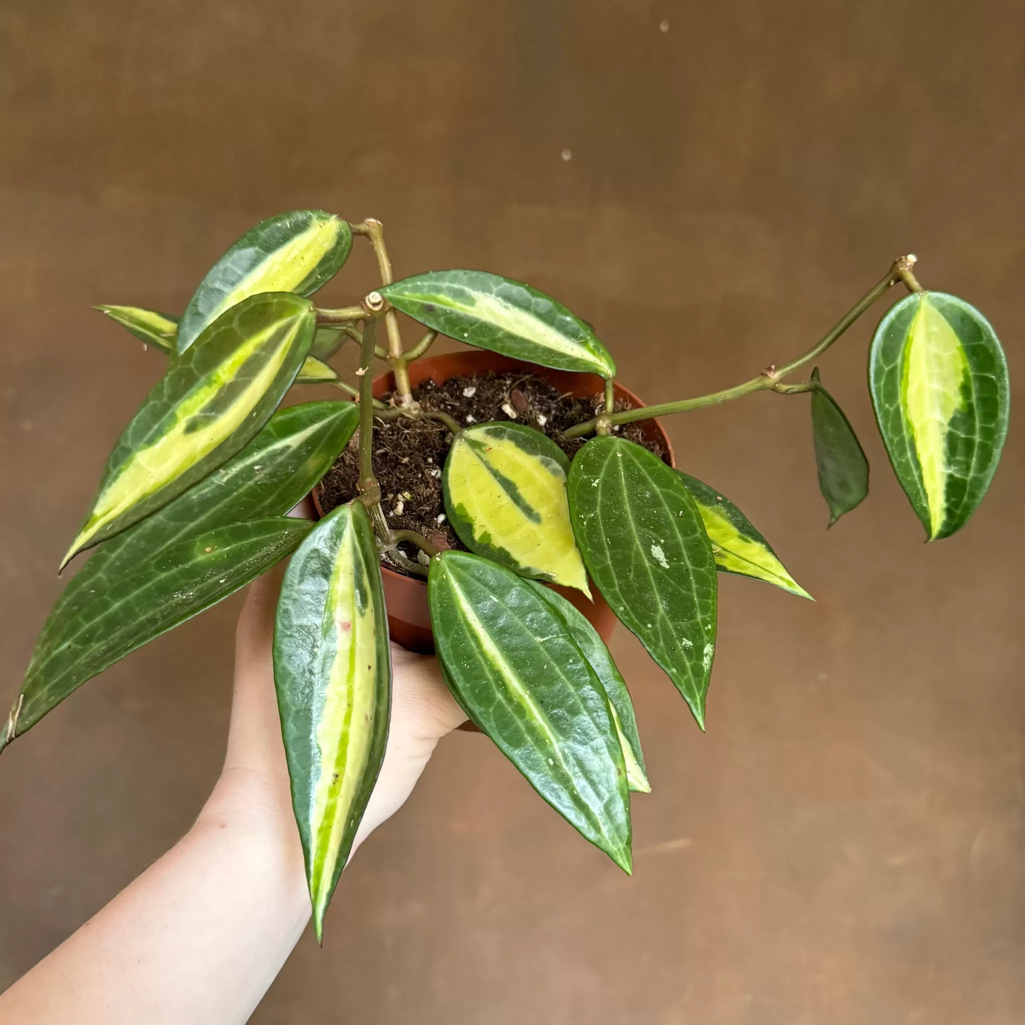 grow urban Hoya Latifolia 'Pot Of Gold'- Hoya