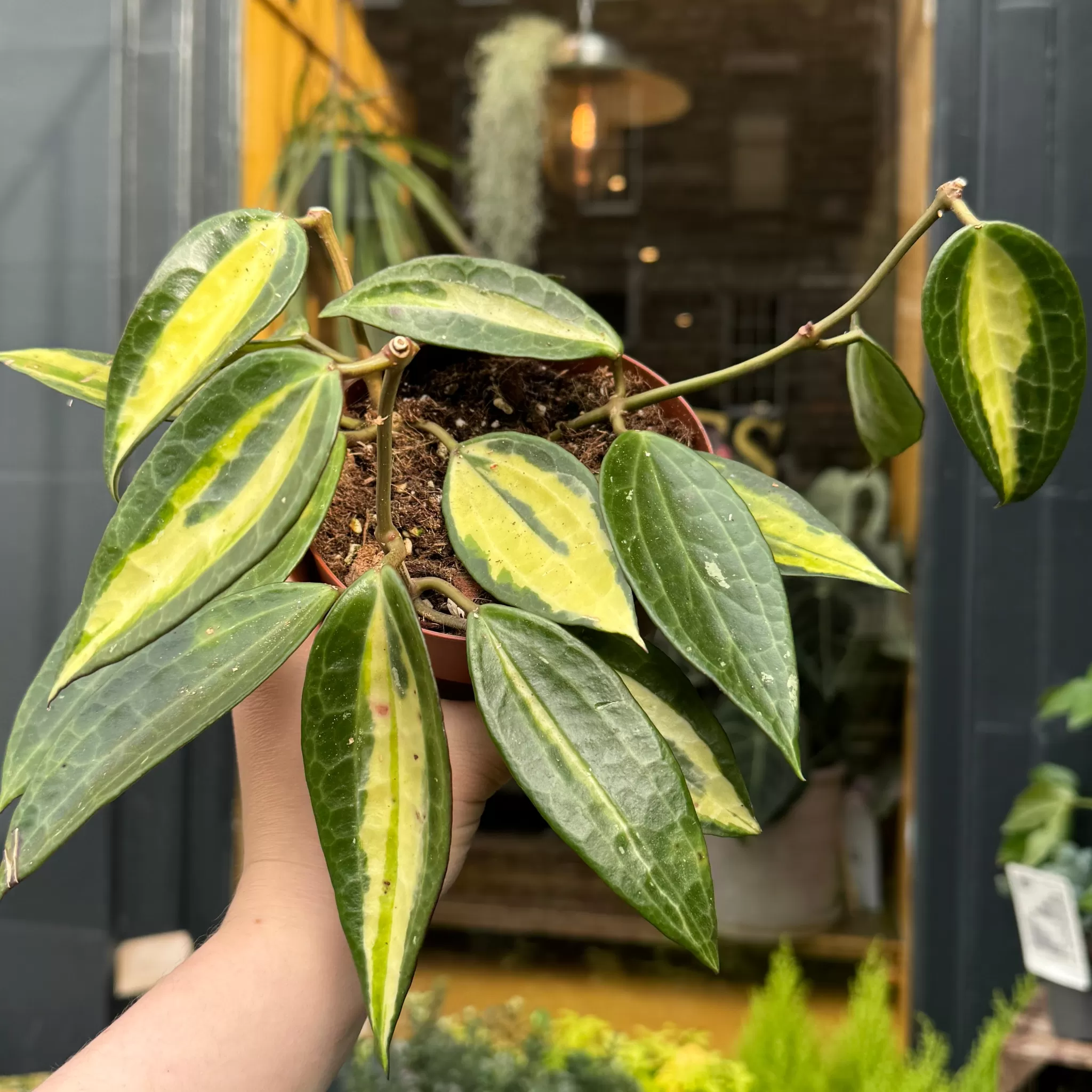 grow urban Hoya Latifolia 'Pot Of Gold'- Hoya
