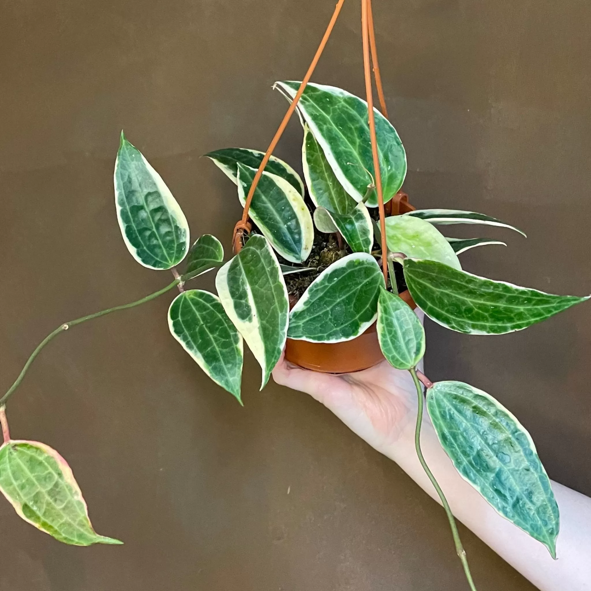 grow urban Hoya Latifolia 'Variegata' (AKA Macrophylla)- Hoya