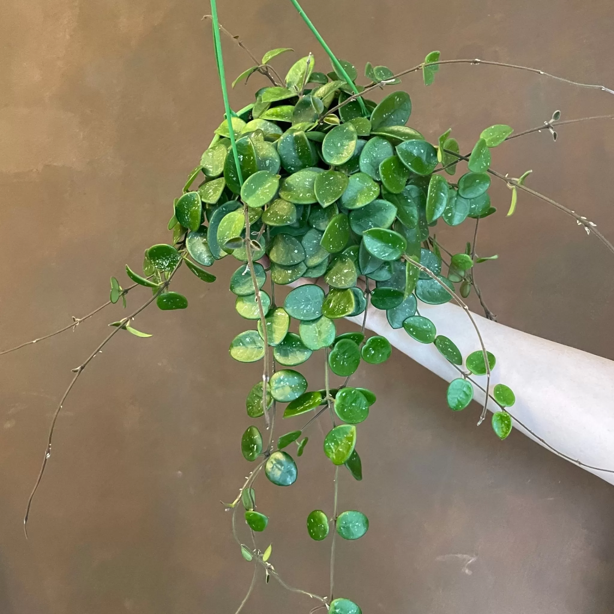 grow urban Hoya 'Mathilde'- Hoya