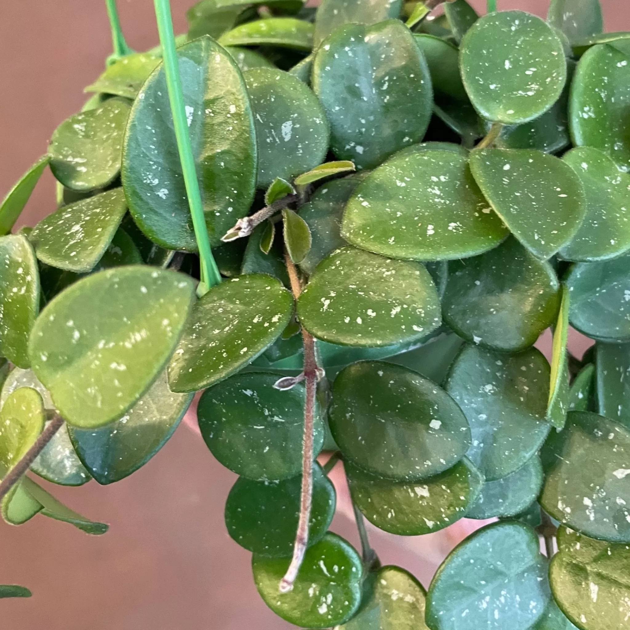 grow urban Hoya 'Mathilde'- Hoya