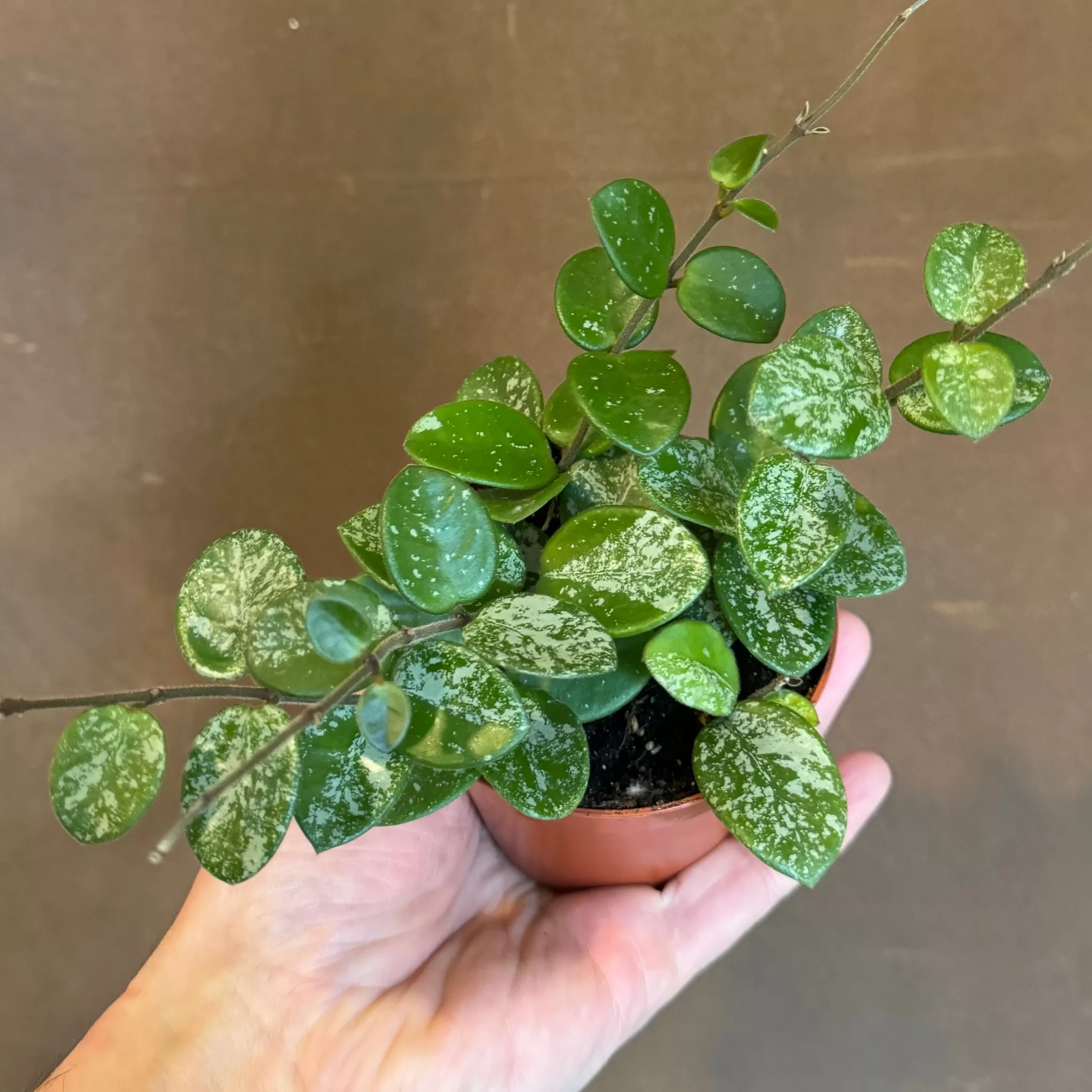 grow urban Hoya 'Mathilde Splash'- Hoya