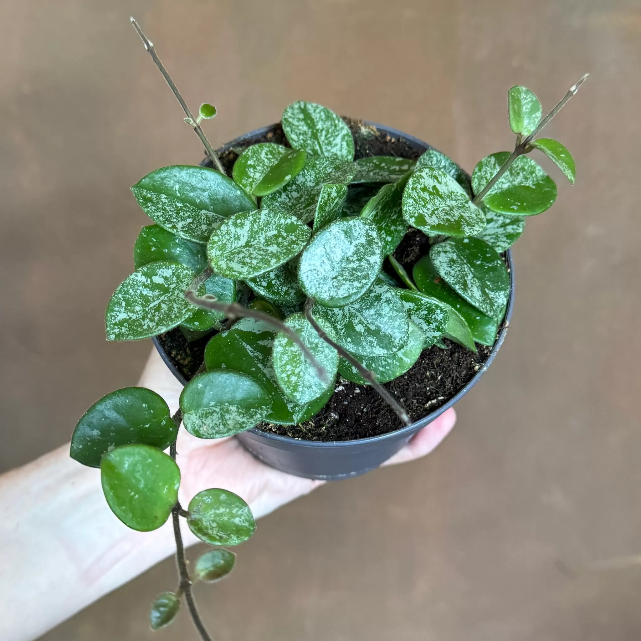 grow urban Hoya 'Mathilde Splash'- Hoya | Rarely Seen