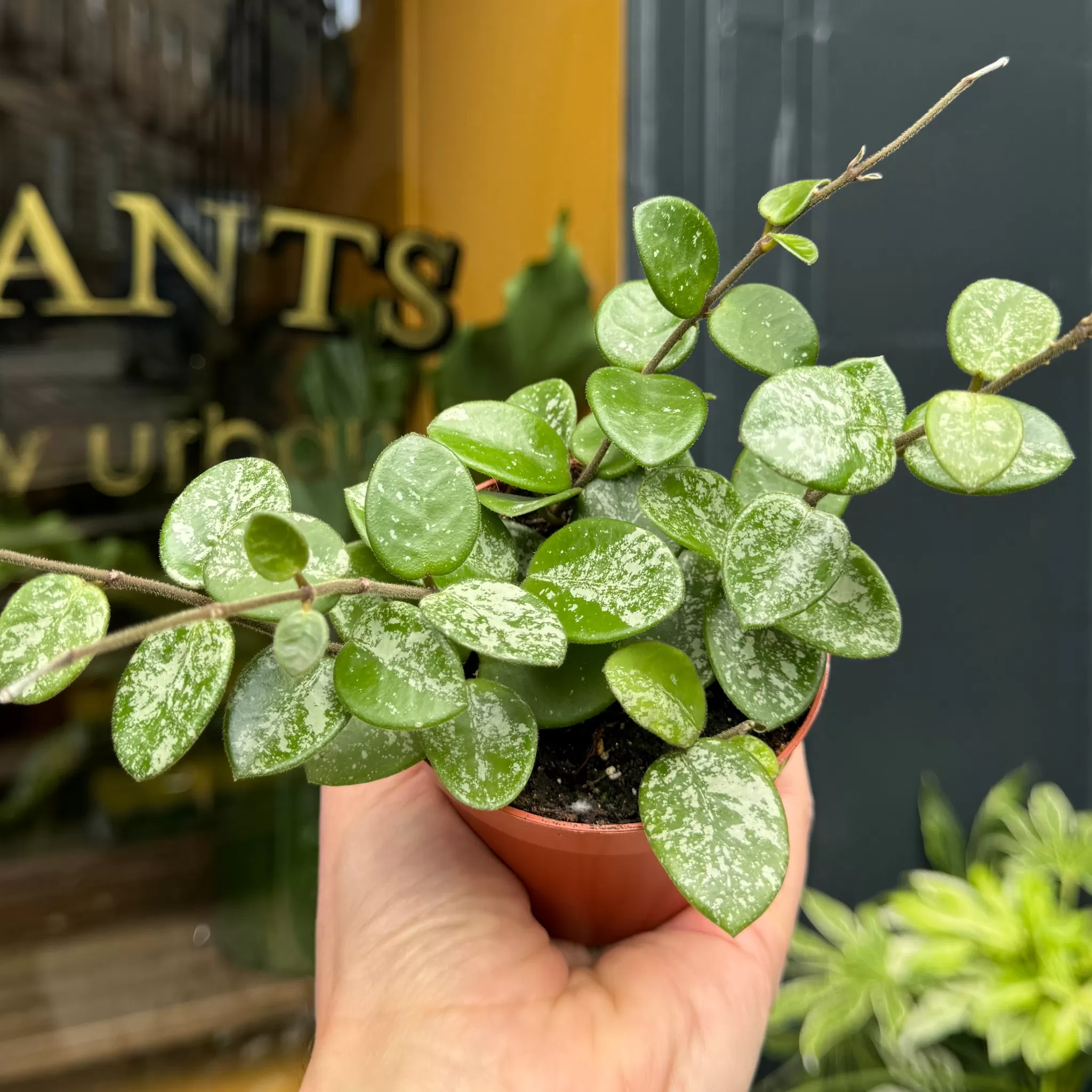 grow urban Hoya 'Mathilde Splash'- Hoya