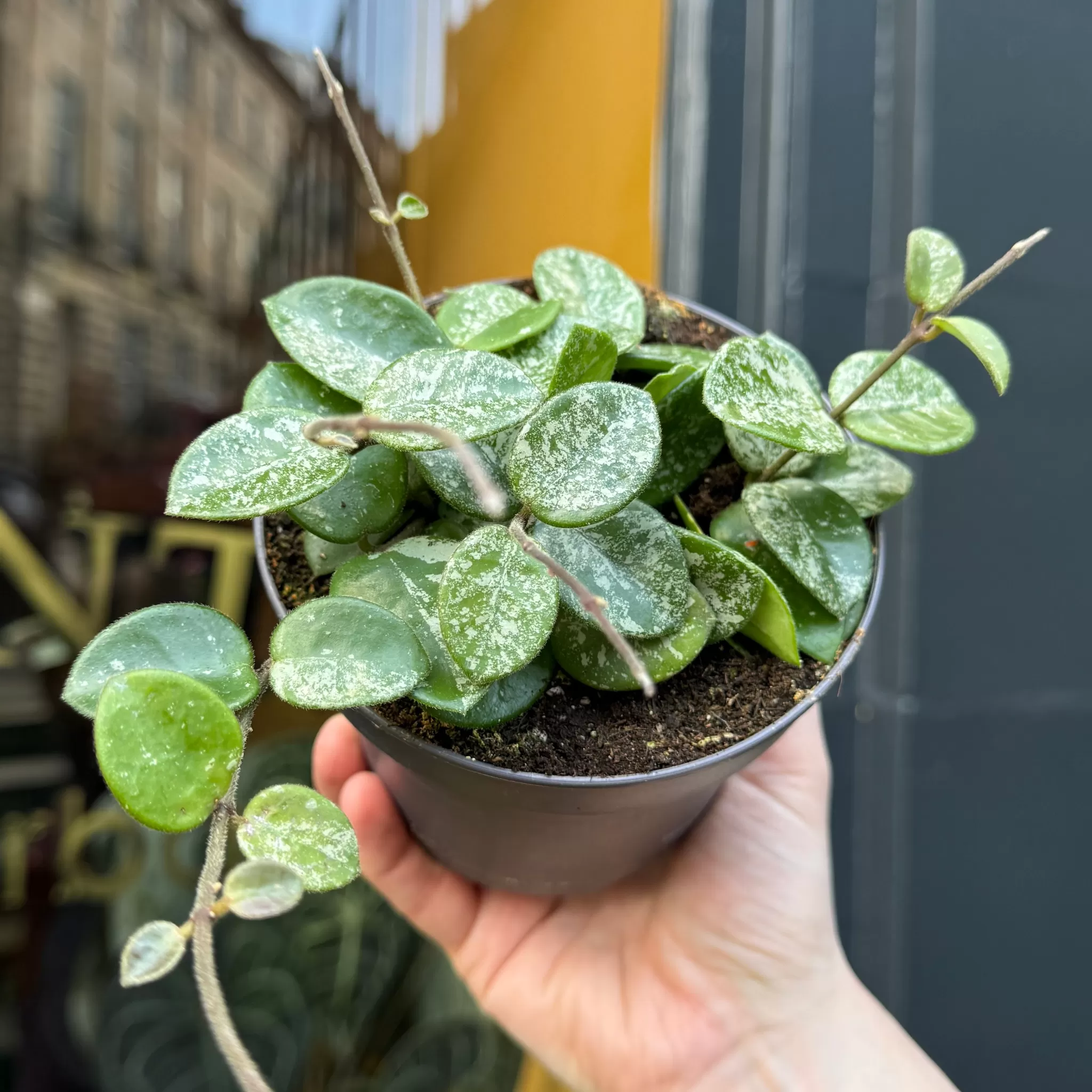 grow urban Hoya 'Mathilde Splash'- Hoya | Rarely Seen