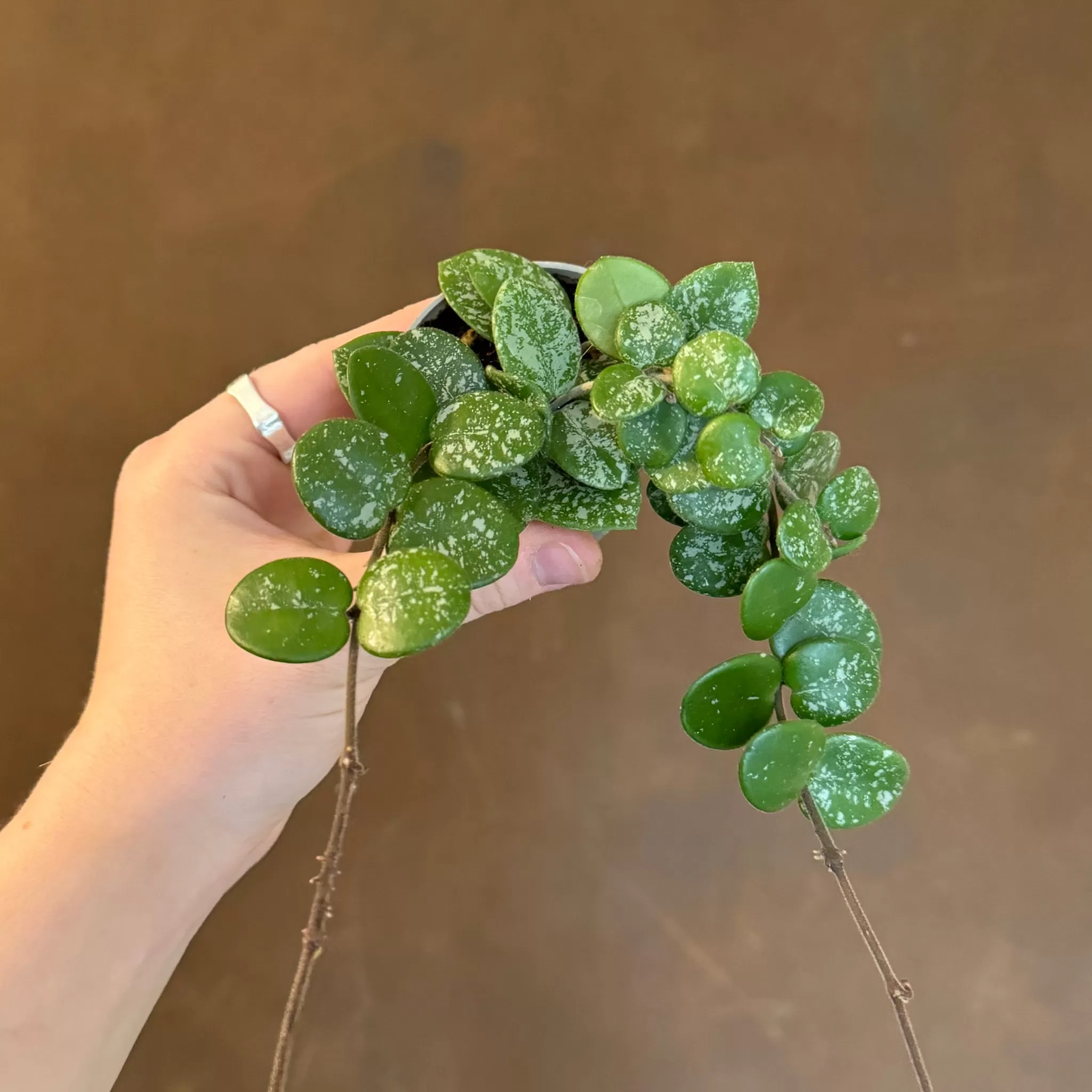 grow urban Hoya 'Mathilde Splash' (mini)- Hoya | Rarely Seen