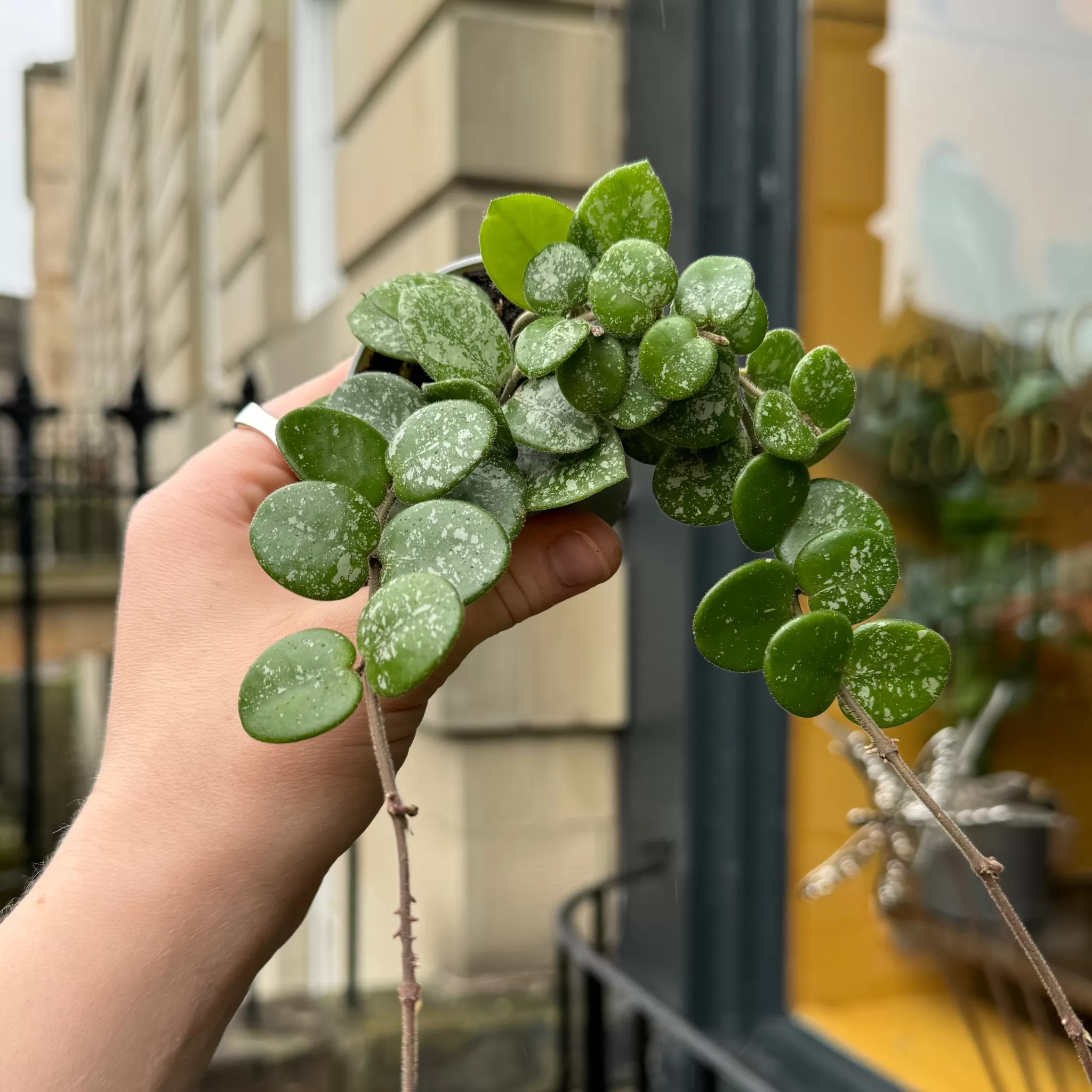 grow urban Hoya 'Mathilde Splash' (mini)- Hoya | Rarely Seen