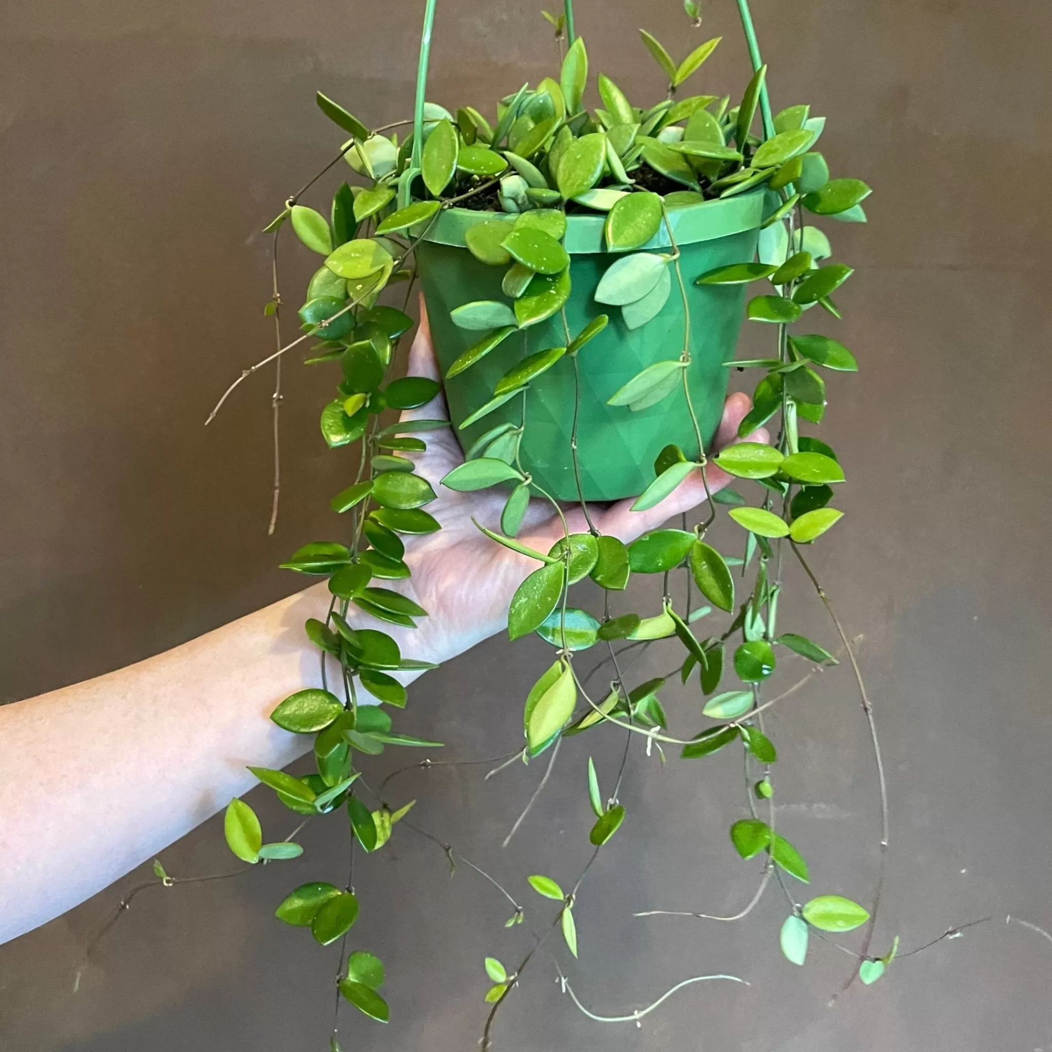 grow urban Hoya Pubera- Hoya