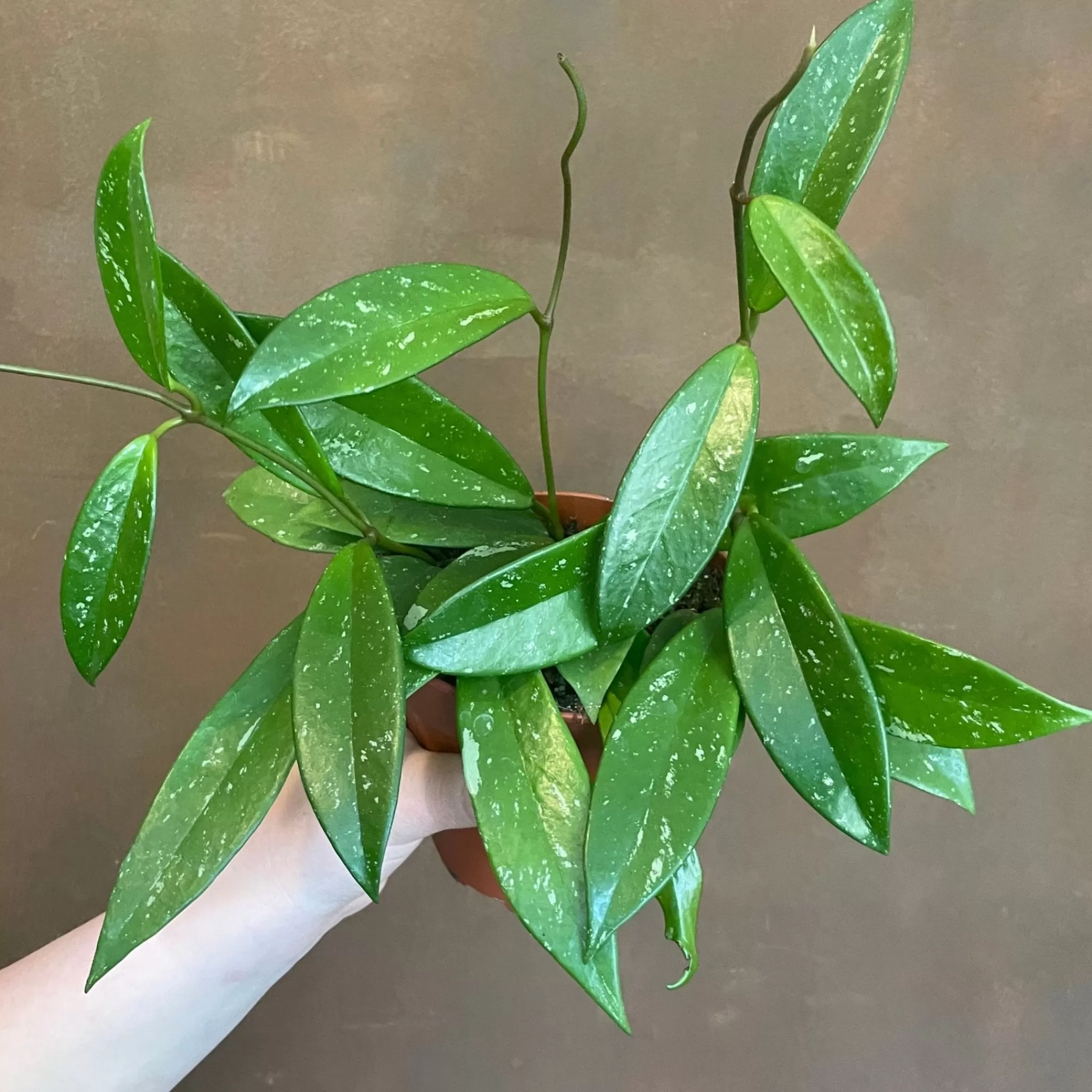 grow urban Hoya Pubicalyx- Hoya