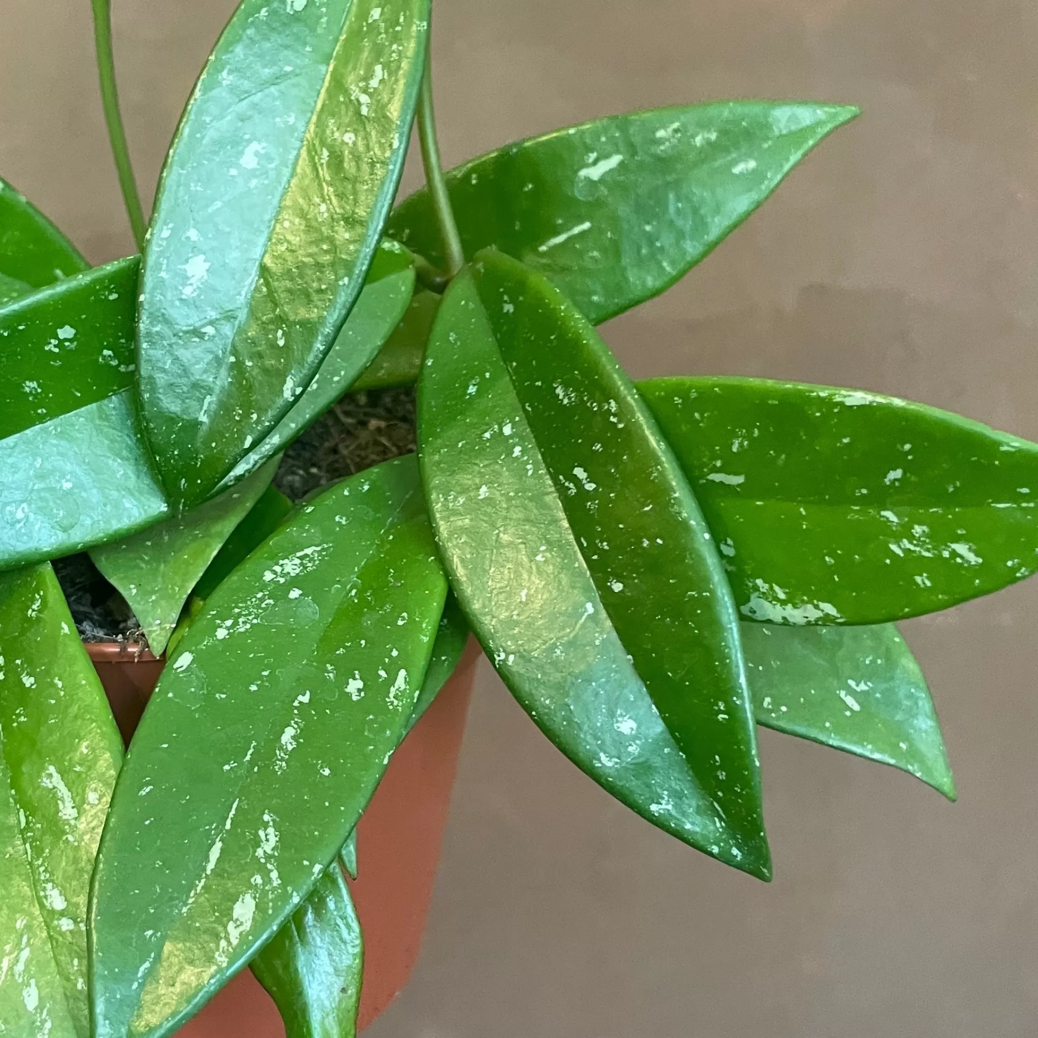 grow urban Hoya Pubicalyx- Hoya