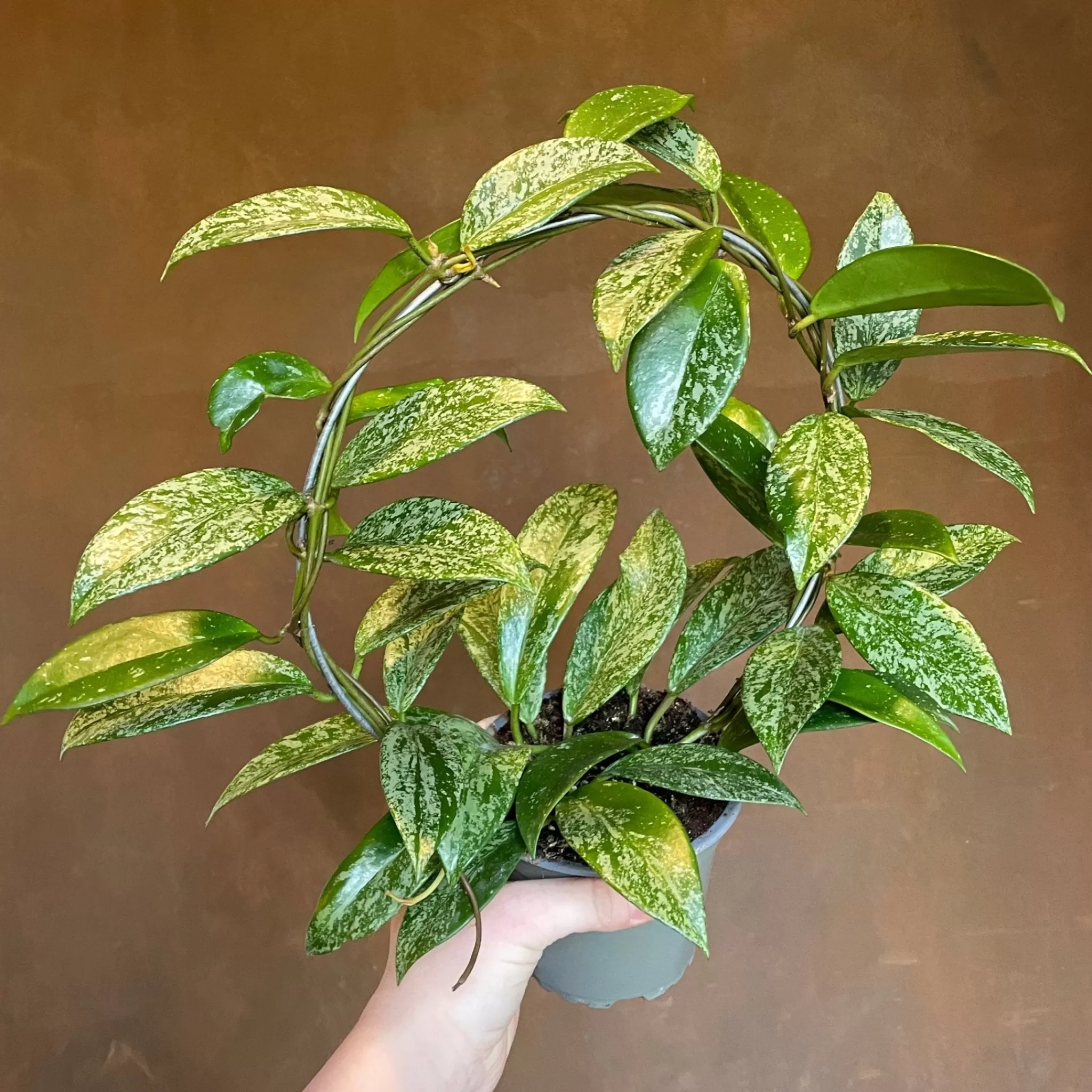 grow urban Hoya Pubicalyx 'Silver Spot'- Hoya