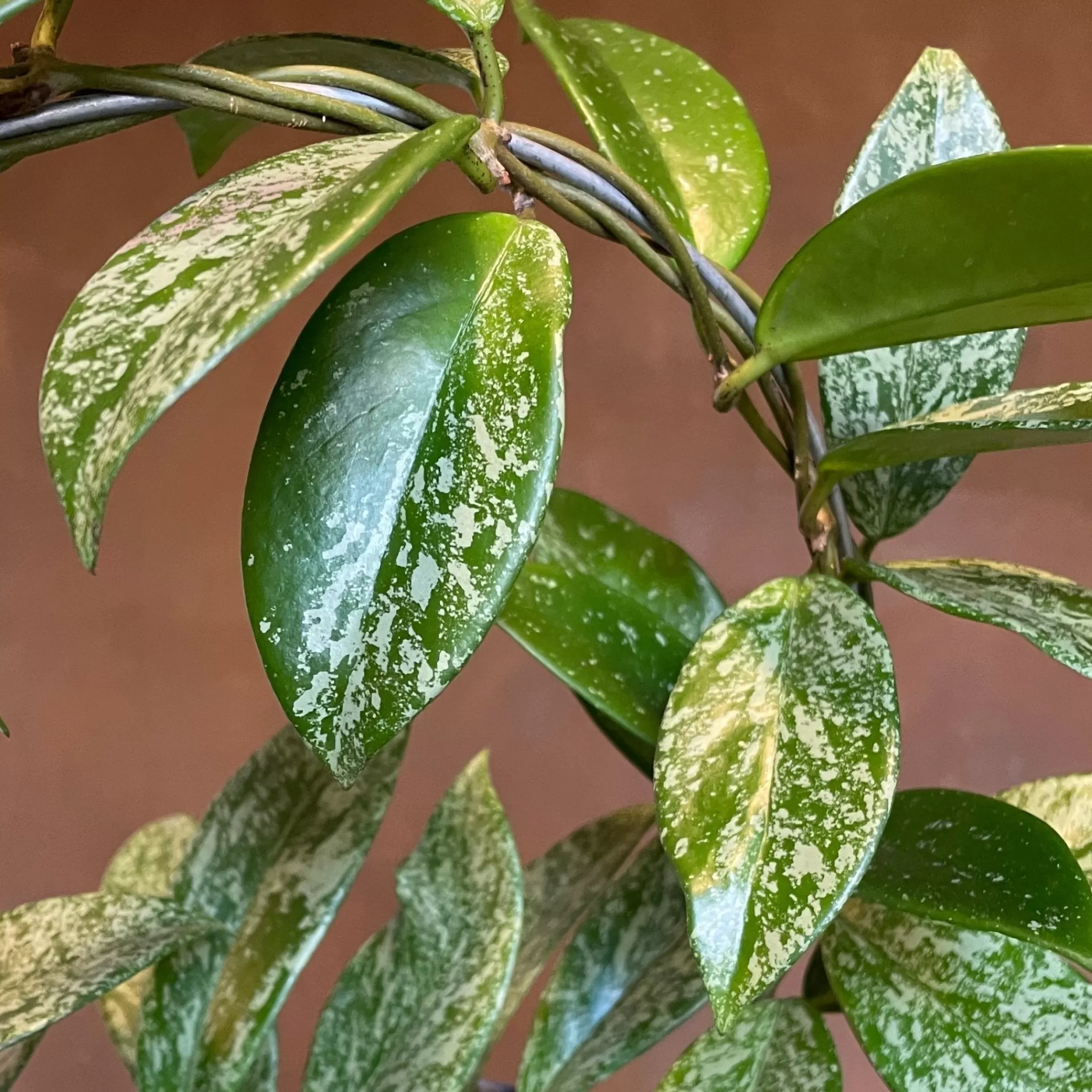 grow urban Hoya Pubicalyx 'Silver Spot'- Hoya