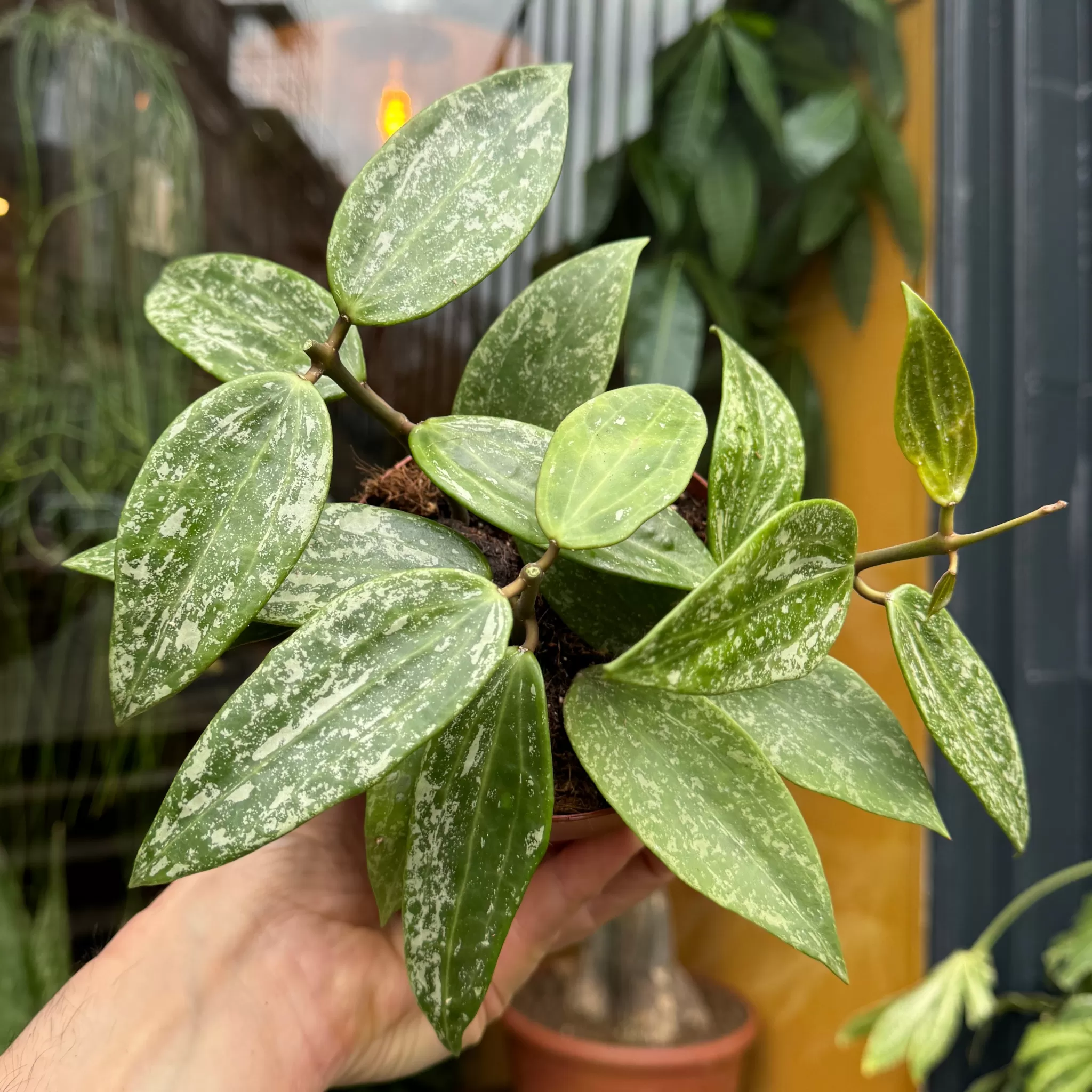 grow urban Hoya 'Rangsan'- Hoya | Trailing & Hanging Plants