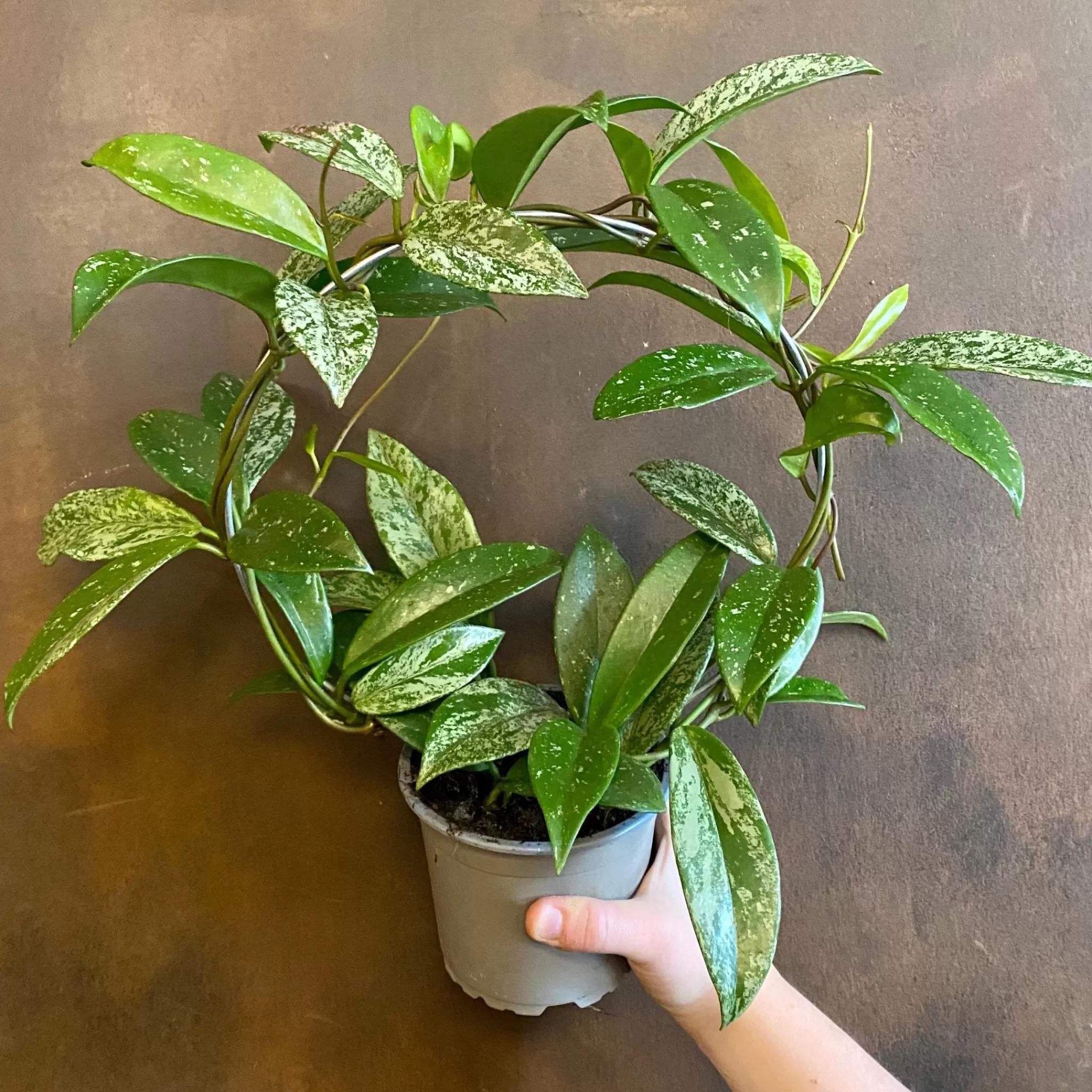 grow urban Hoya ‘Silver Splash’- Hoya