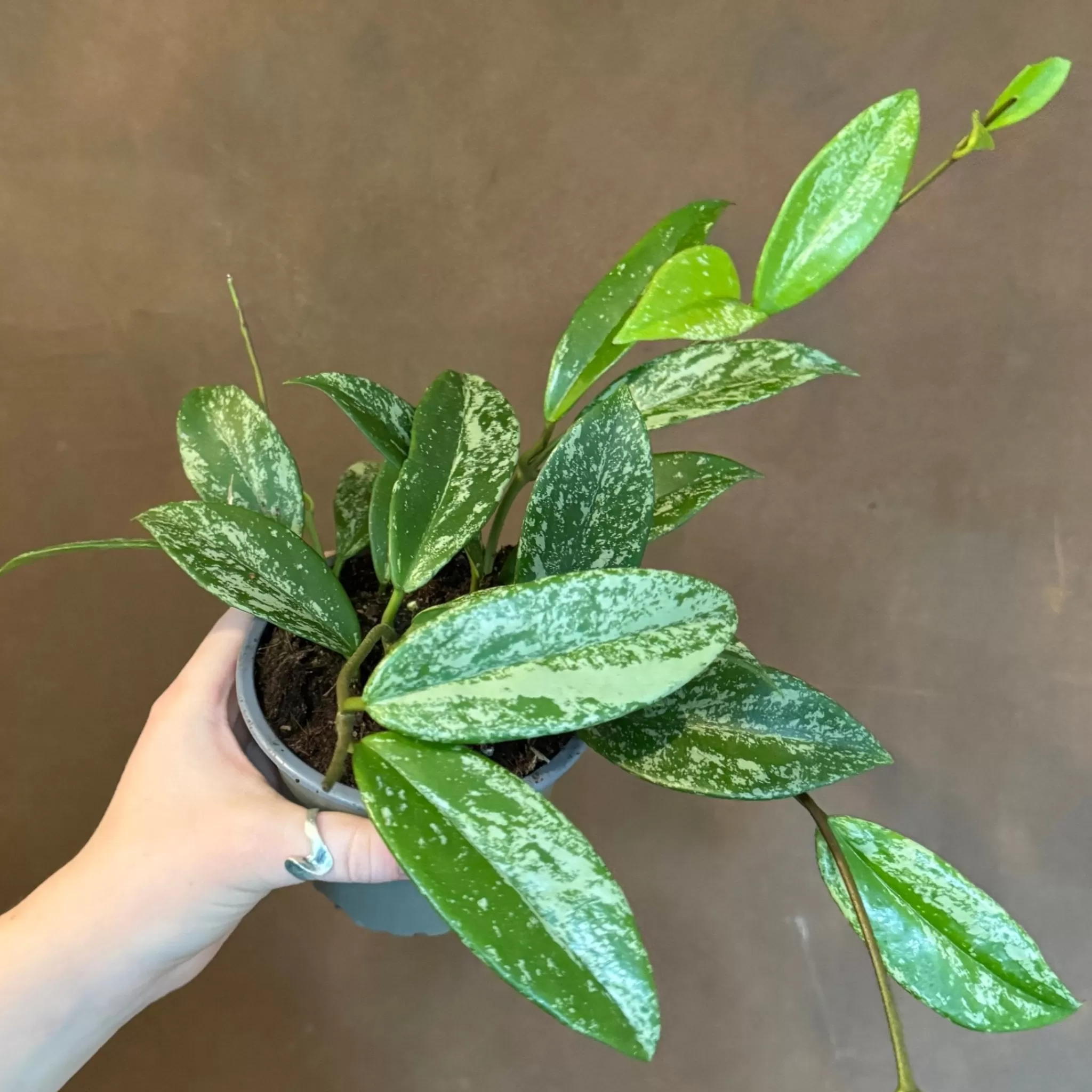 grow urban Hoya ‘Silver Splash’- Hoya