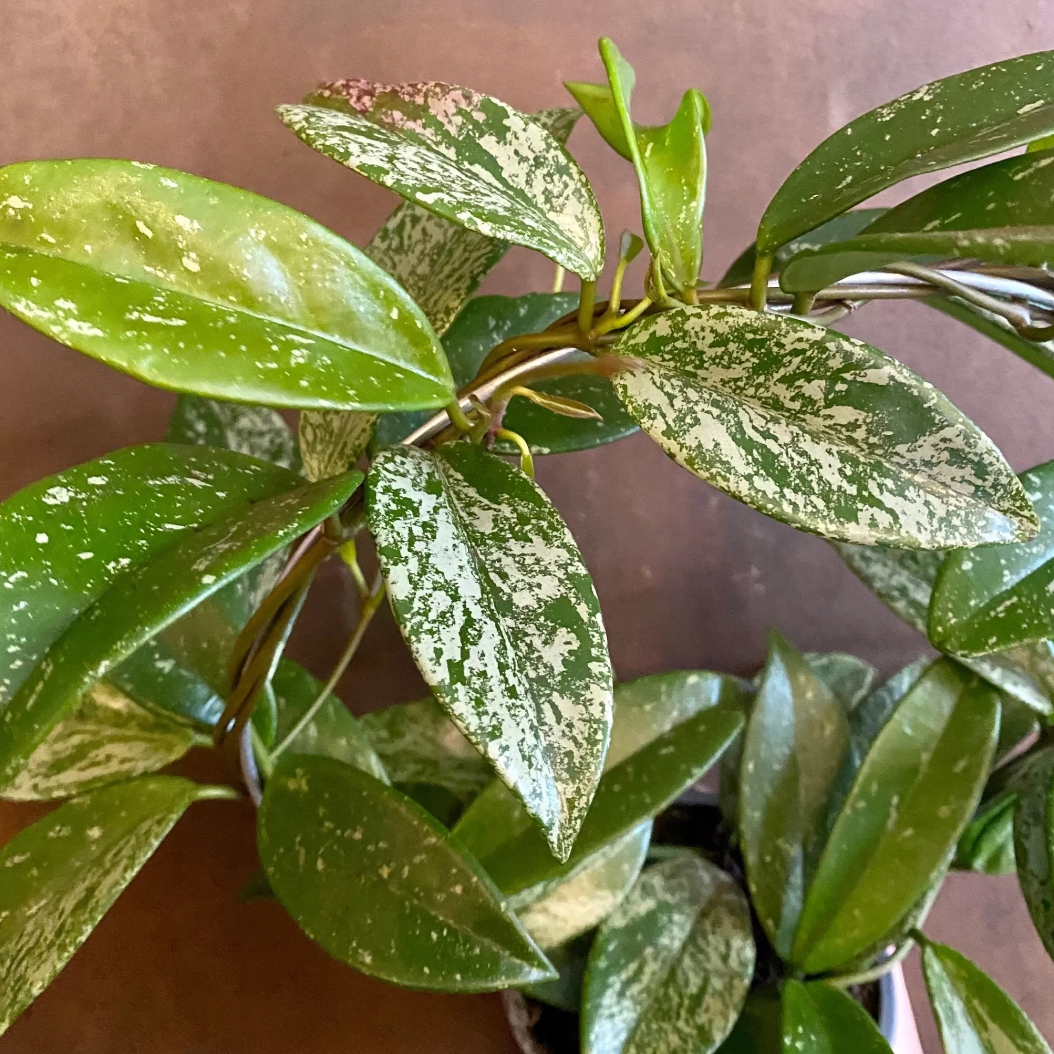 grow urban Hoya ‘Silver Splash’- Hoya