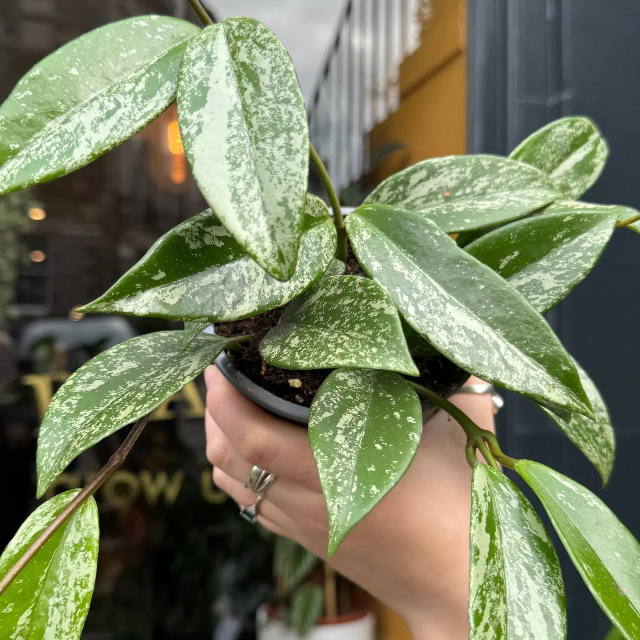 grow urban Hoya ‘Silver Splash’- Hoya