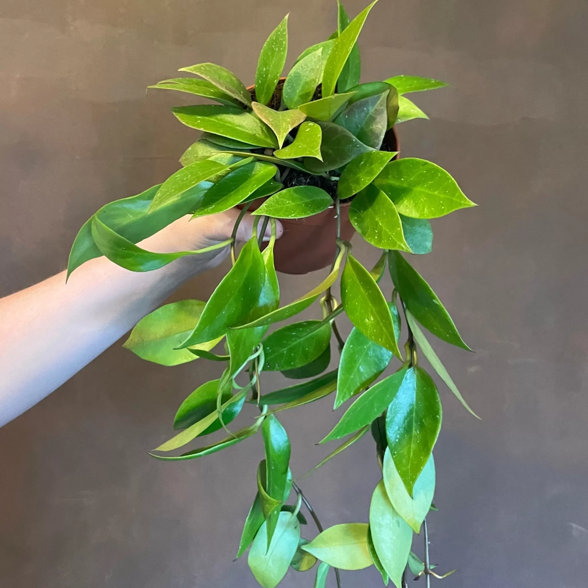 grow urban Hoya 'Sunrise'- Hoya