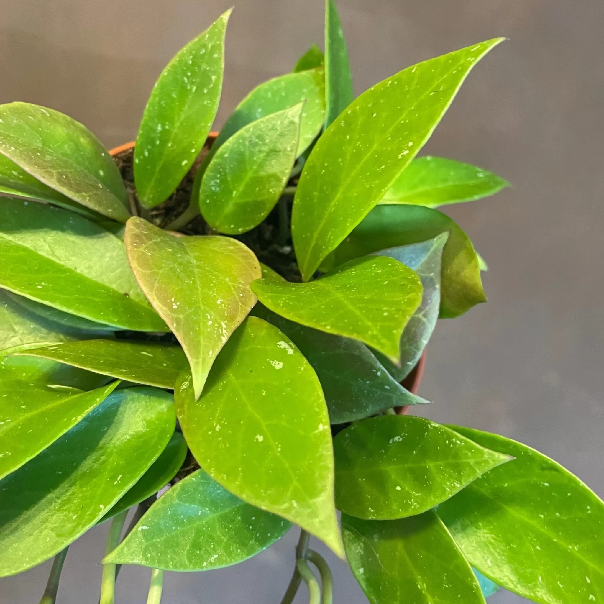 grow urban Hoya 'Sunrise'- Hoya