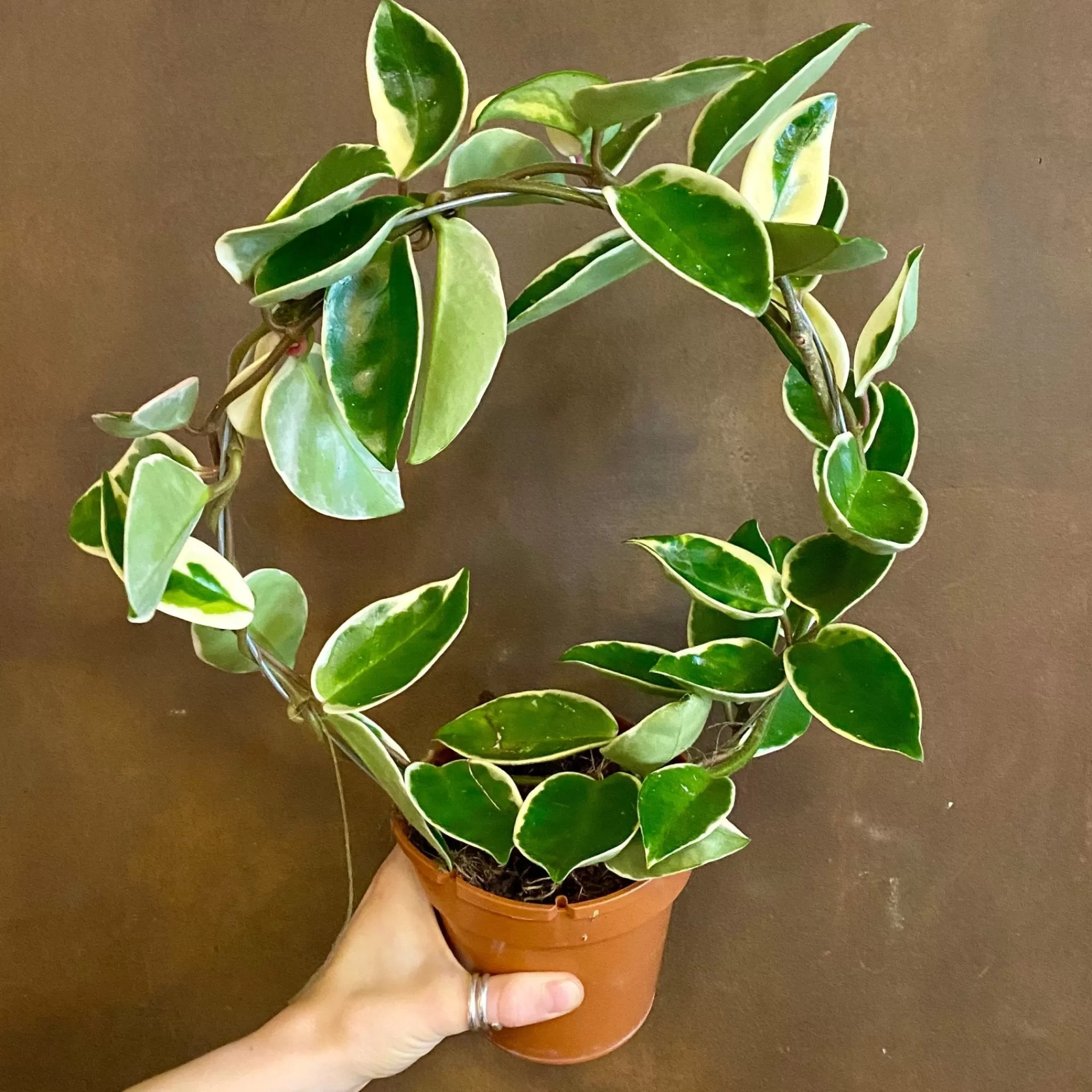 grow urban Hoya ‘Suzy’- Hoya