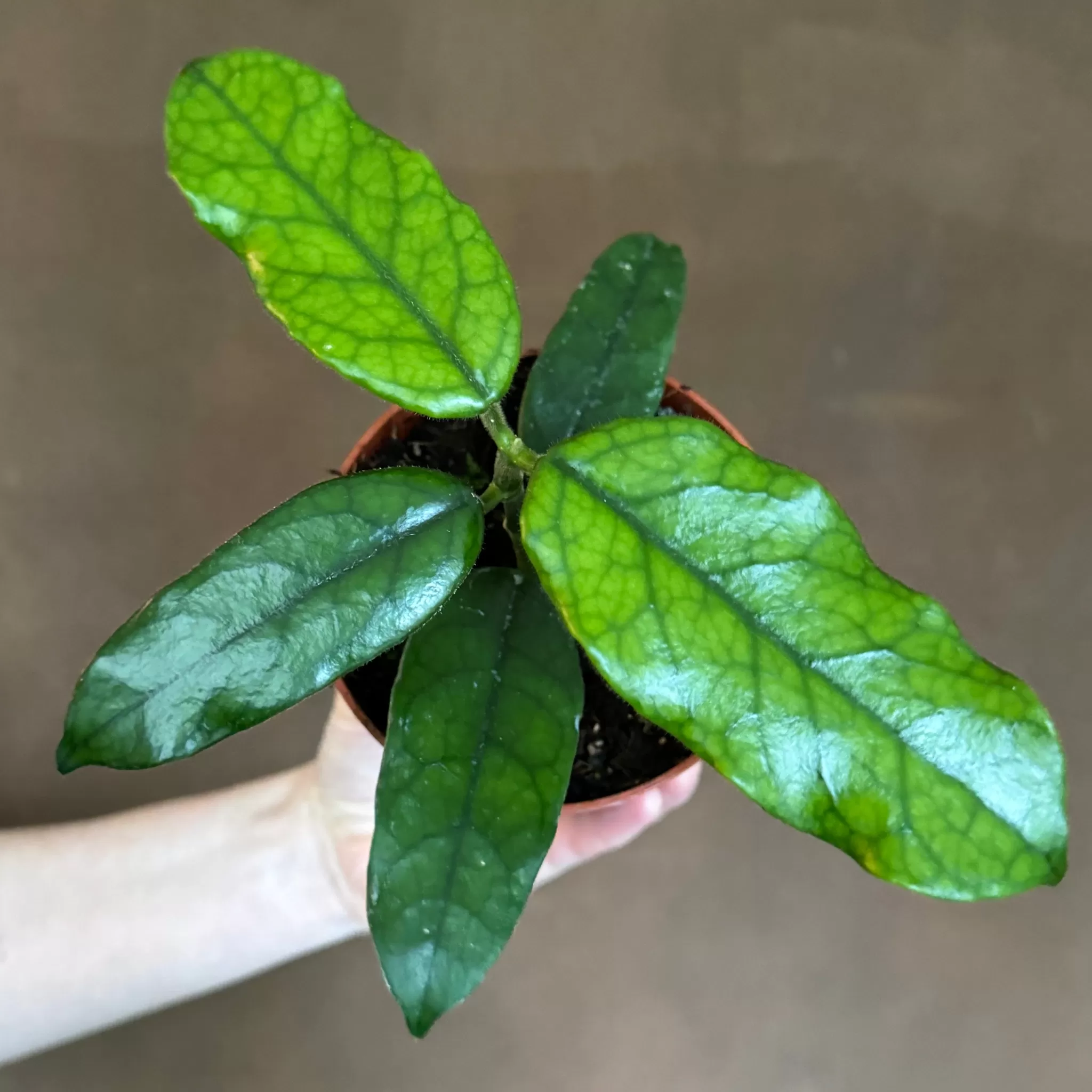 grow urban Hoya Villosa- Hoya