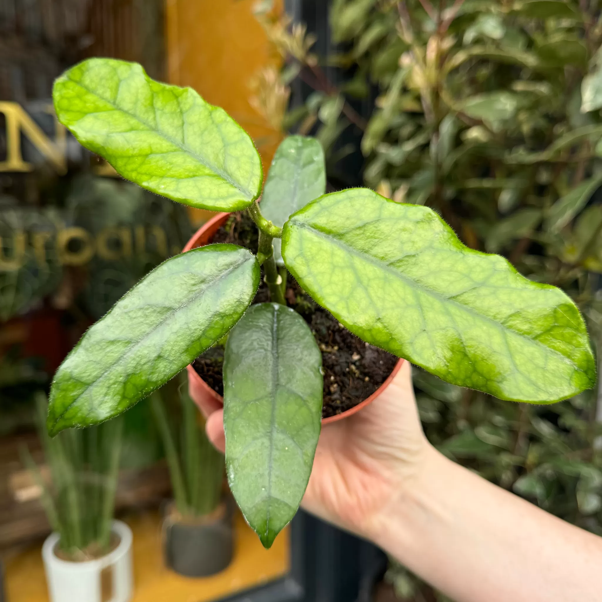 grow urban Hoya Villosa- Hoya