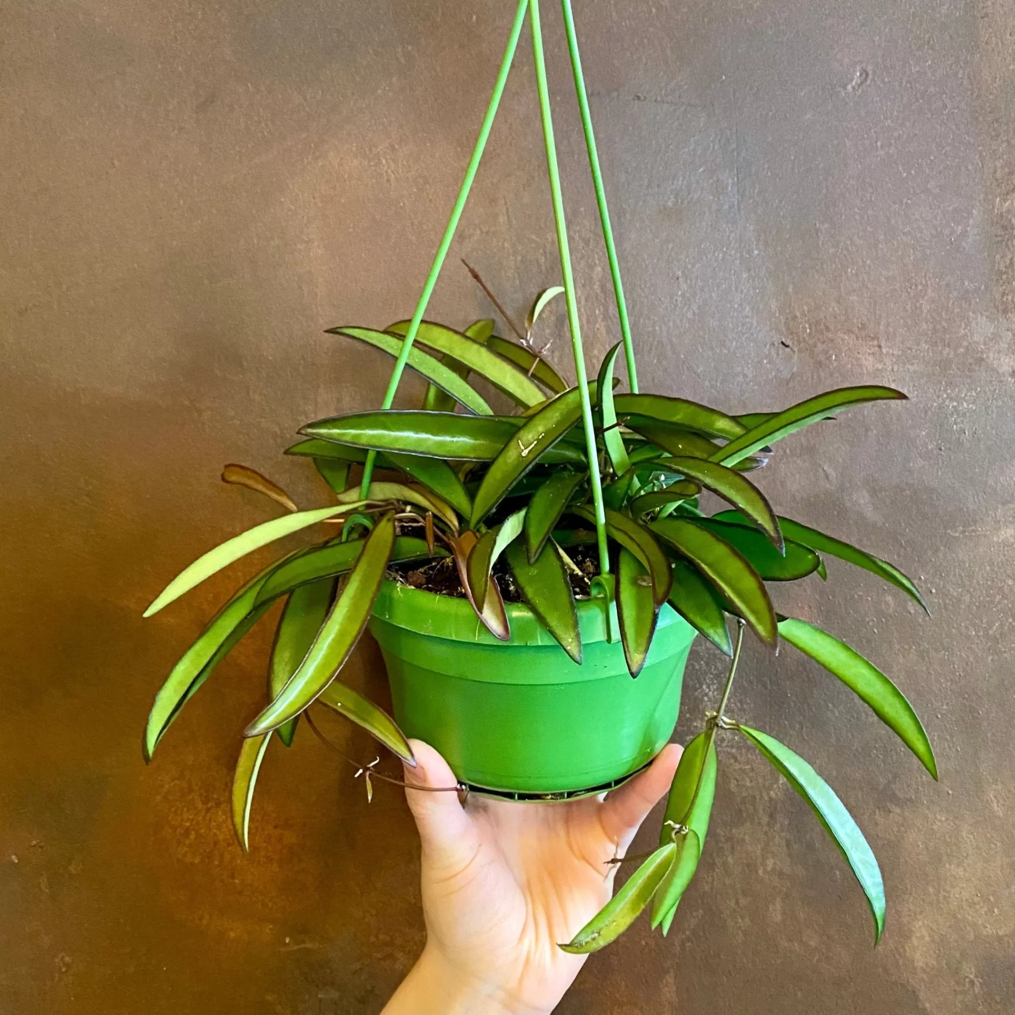 grow urban Hoya Wayetii- Hoya