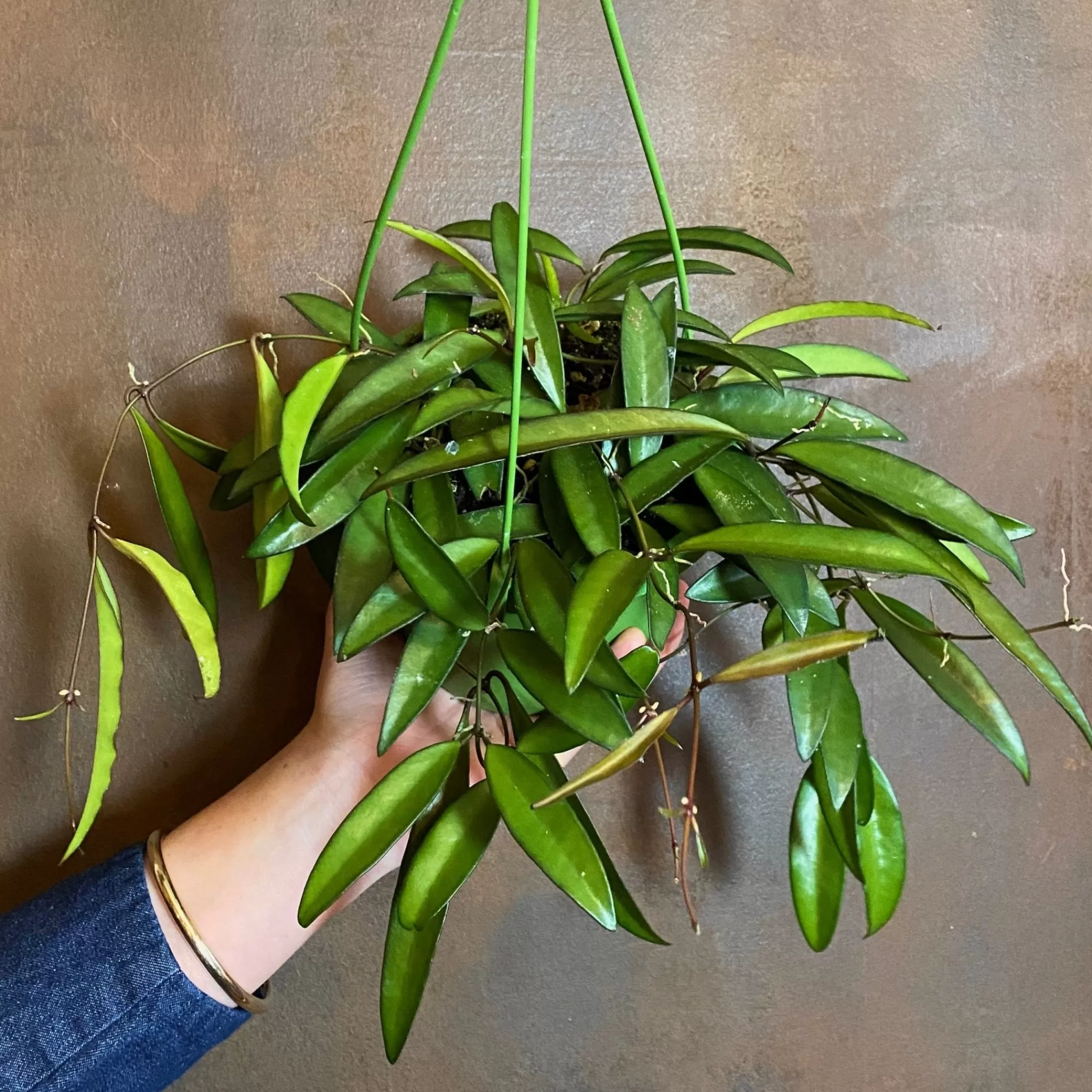 grow urban Hoya Wayetii- Hoya