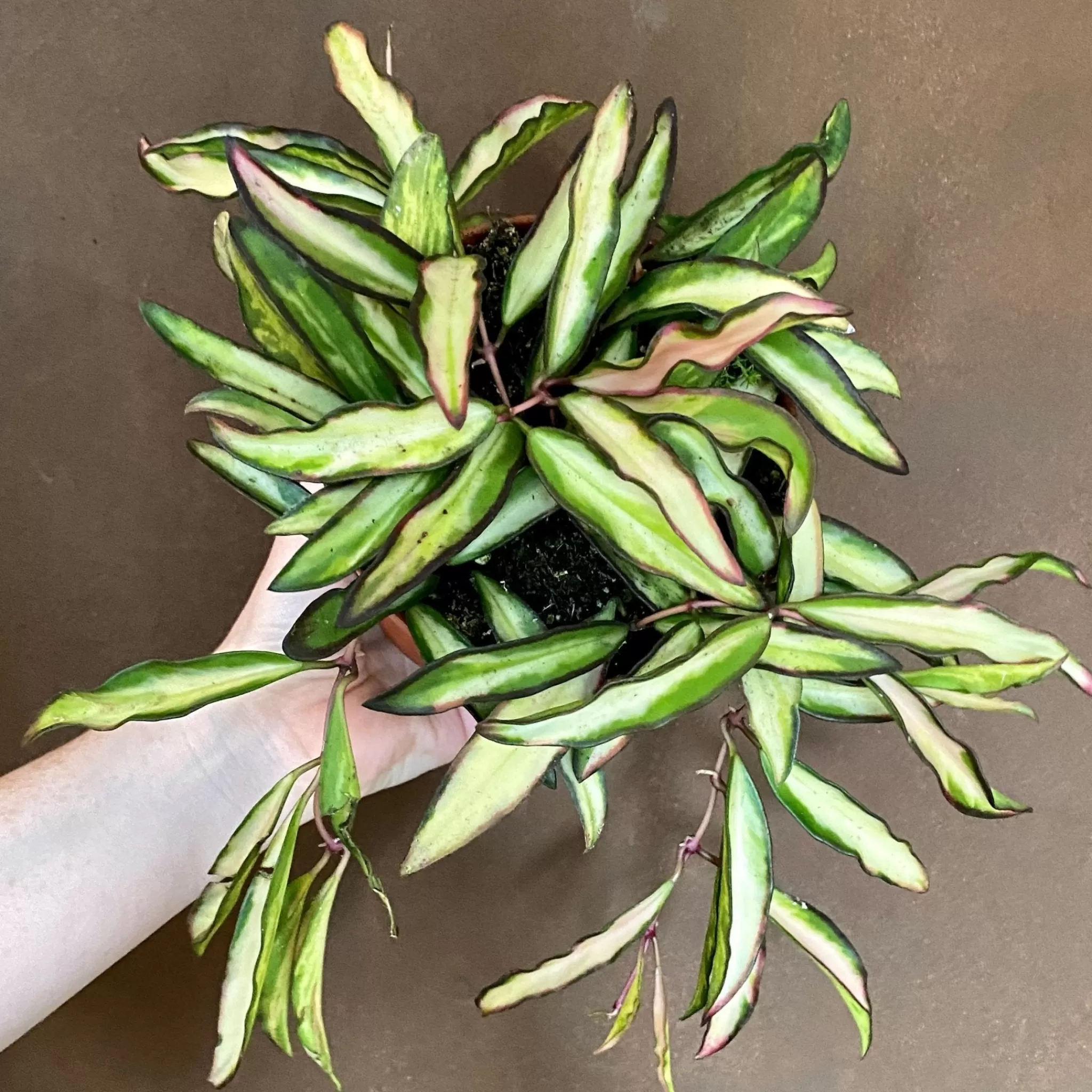 grow urban Hoya Wayetii 'Tricolour'- Hoya