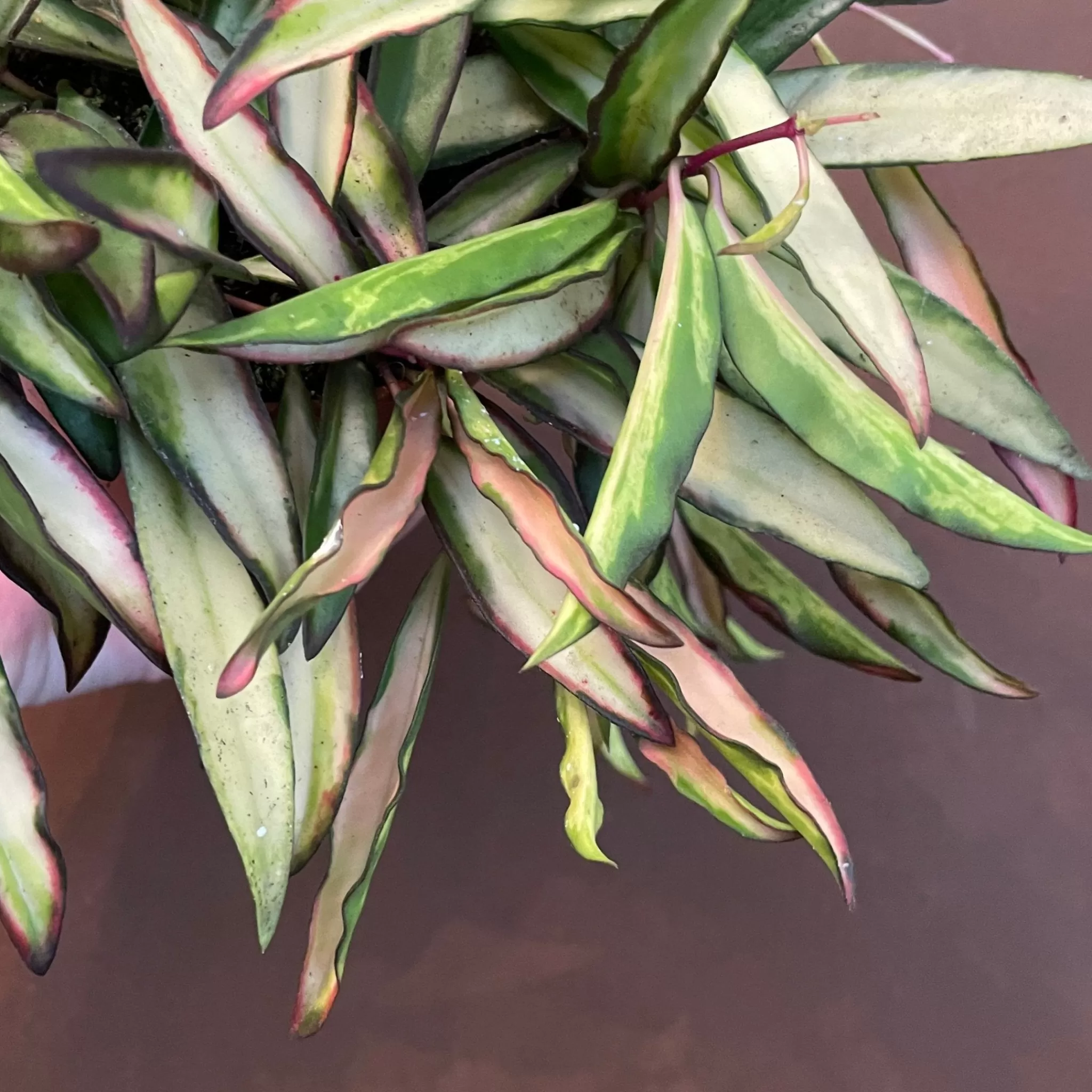 grow urban Hoya Wayetii 'Tricolour'- Hoya