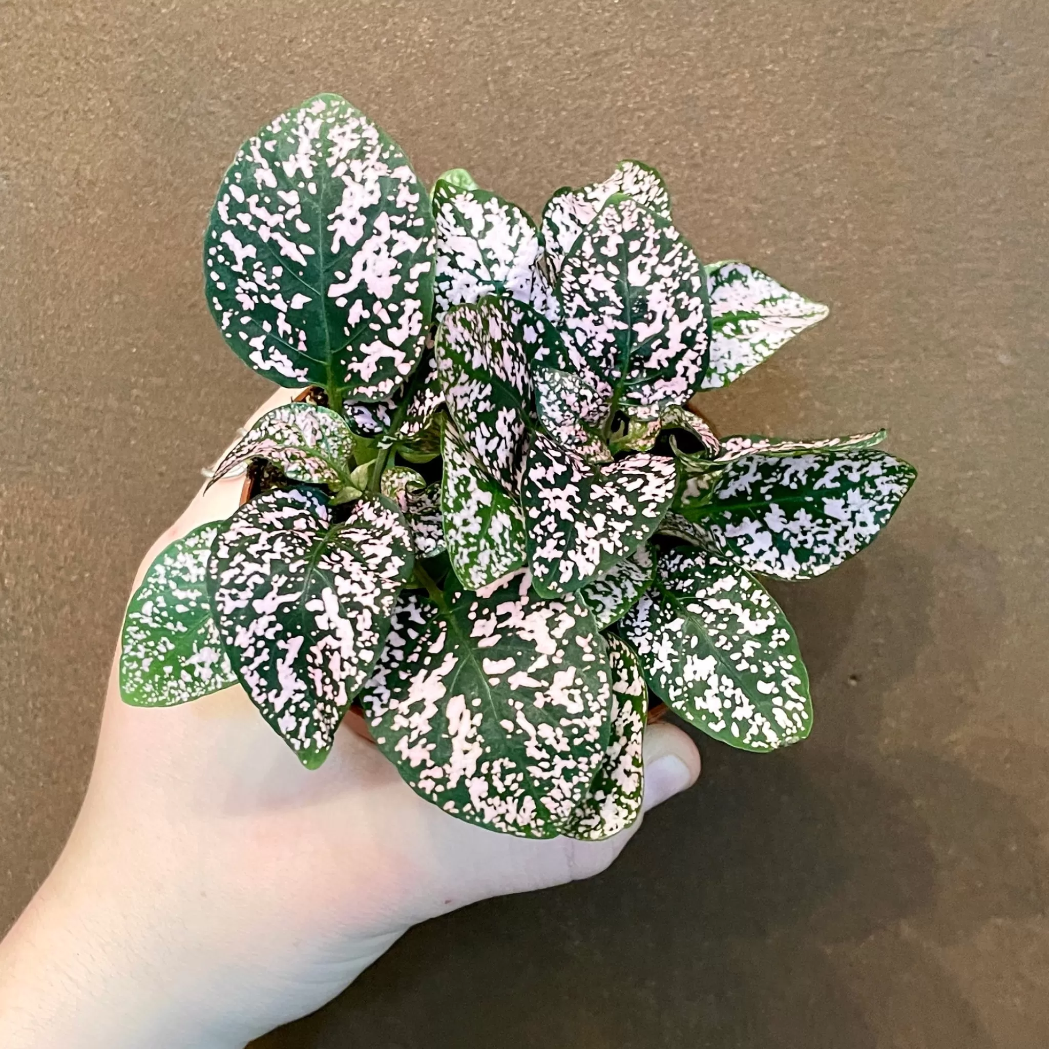 grow urban Hypoestes Phyllostachya- Terrarium Plants | Foliage Plants
