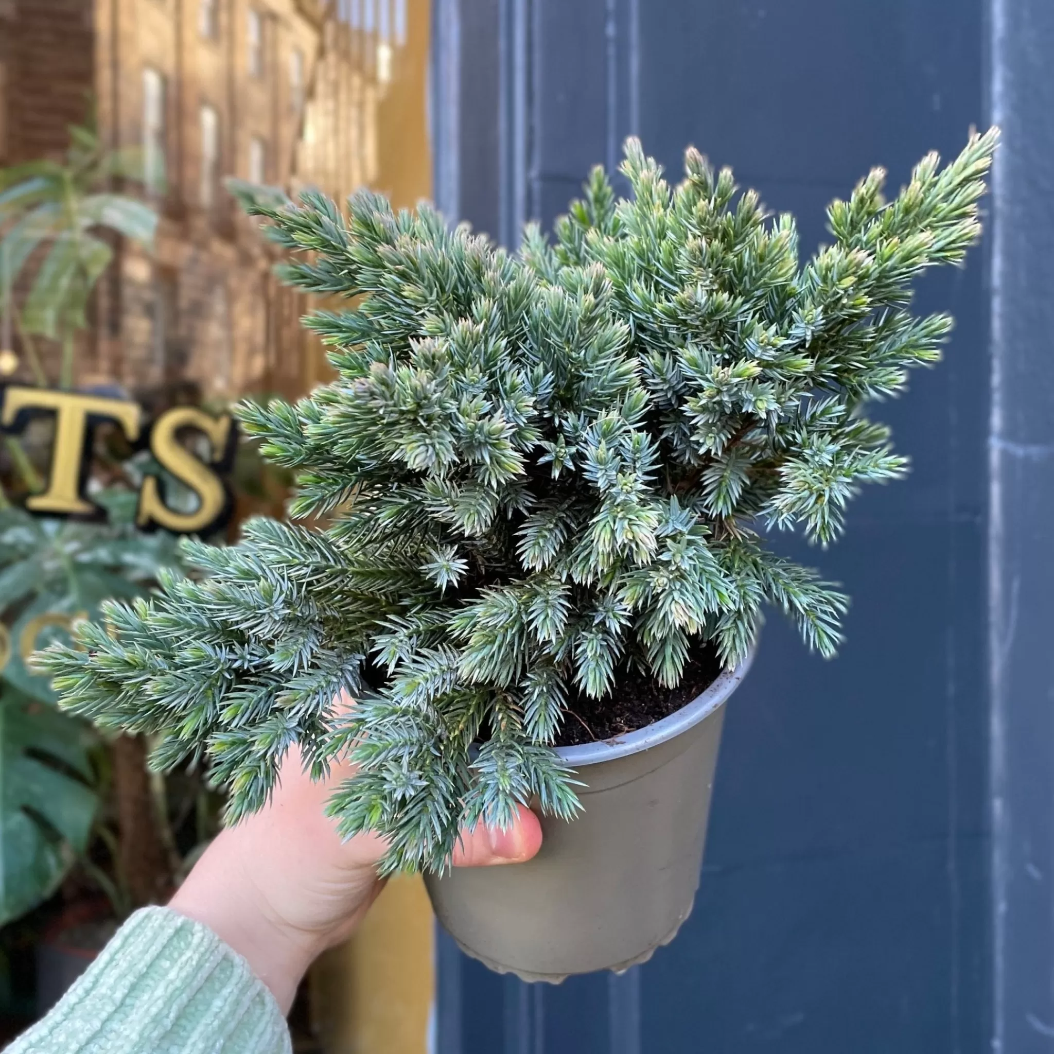 grow urban Juniperus Squamata 'Blue Star'- Outdoor Plants