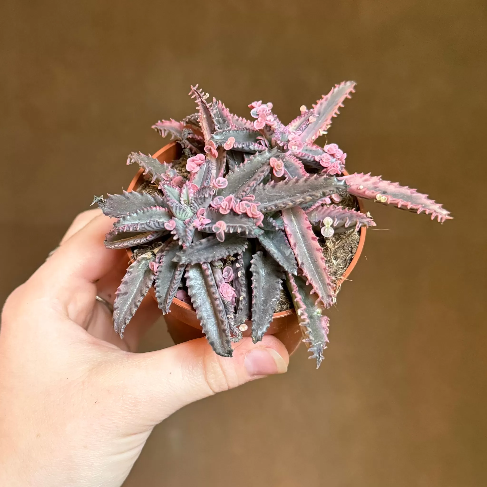 grow urban Kalanchoe 'Pink Butterfly'- Rarely Seen | Succulents & Cacti
