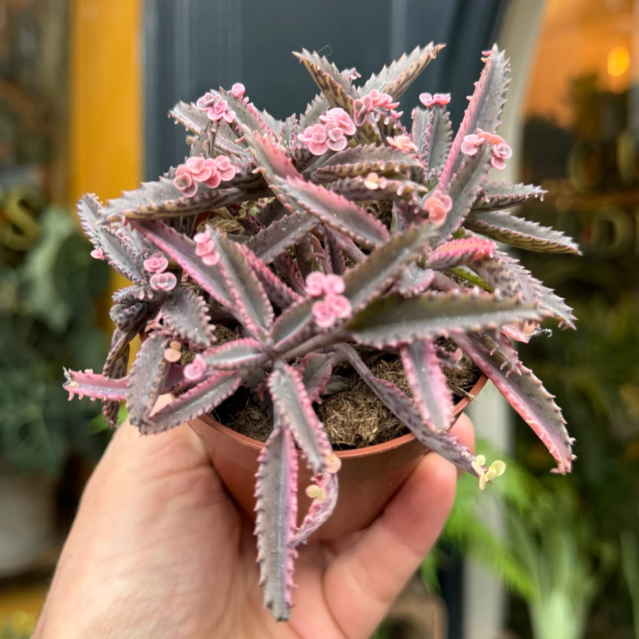 grow urban Kalanchoe 'Pink Butterfly'- Rarely Seen | Succulents & Cacti