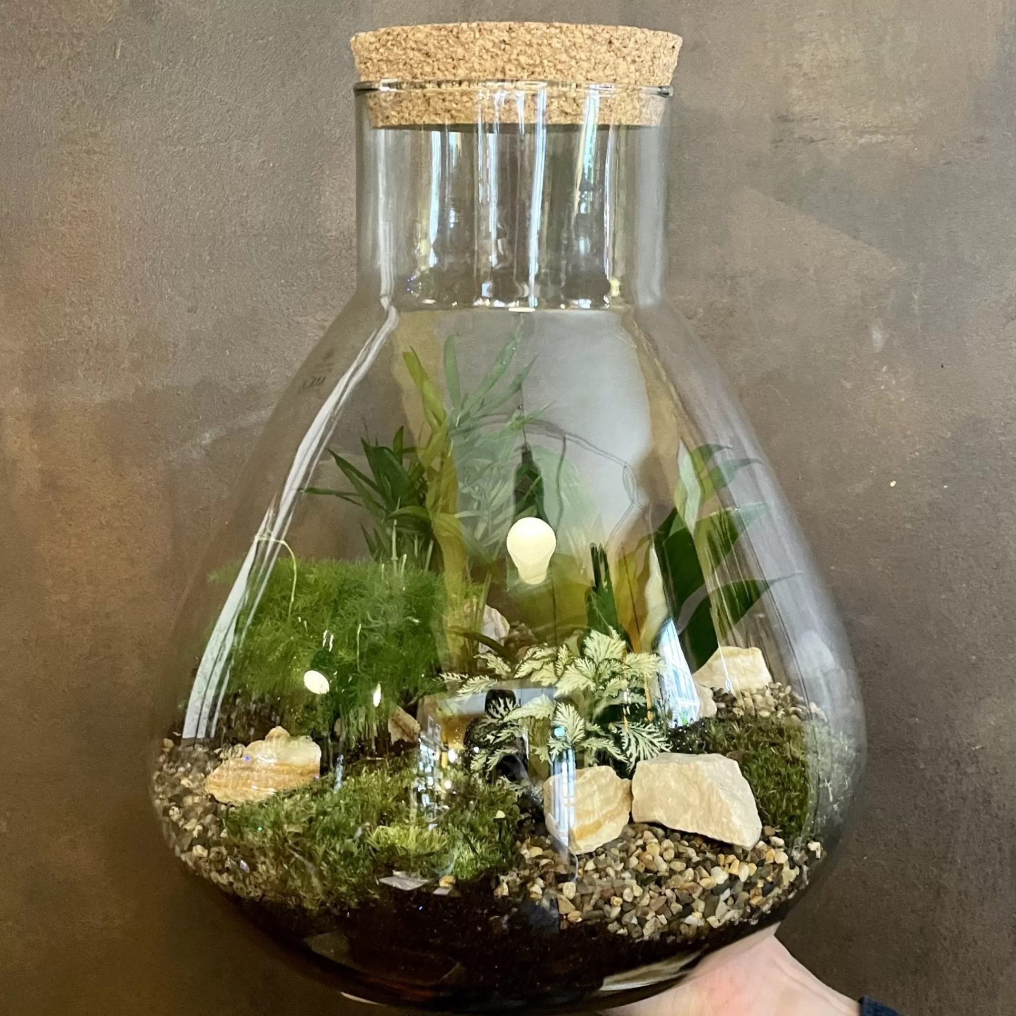 grow urban Large Flask Terrarium- Gift Ideas | Gift Ideas