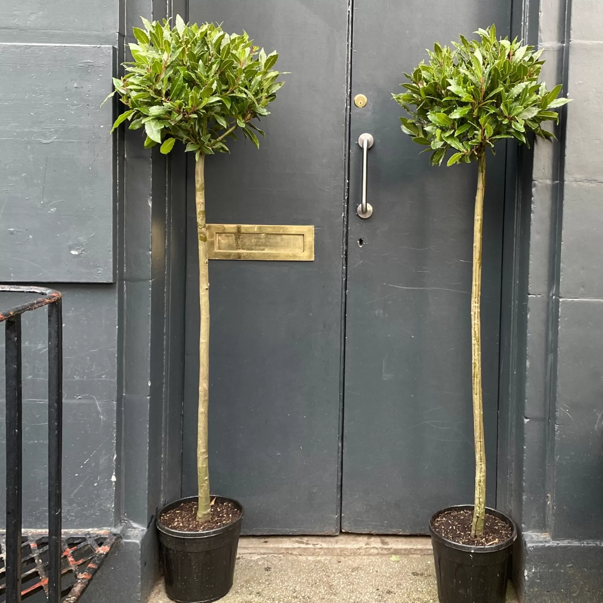 grow urban Laurus Nobilis (160cm)- Outdoor Plants