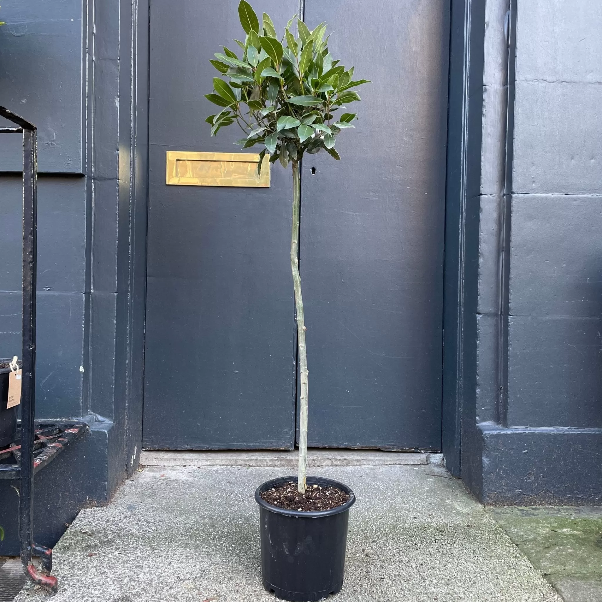 grow urban Laurus Nobilis (120cm)- Outdoor Plants