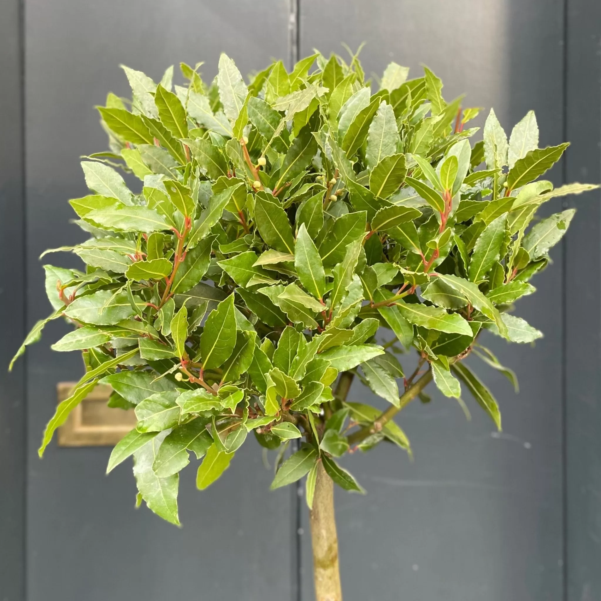 grow urban Laurus Nobilis (160cm)- Outdoor Plants