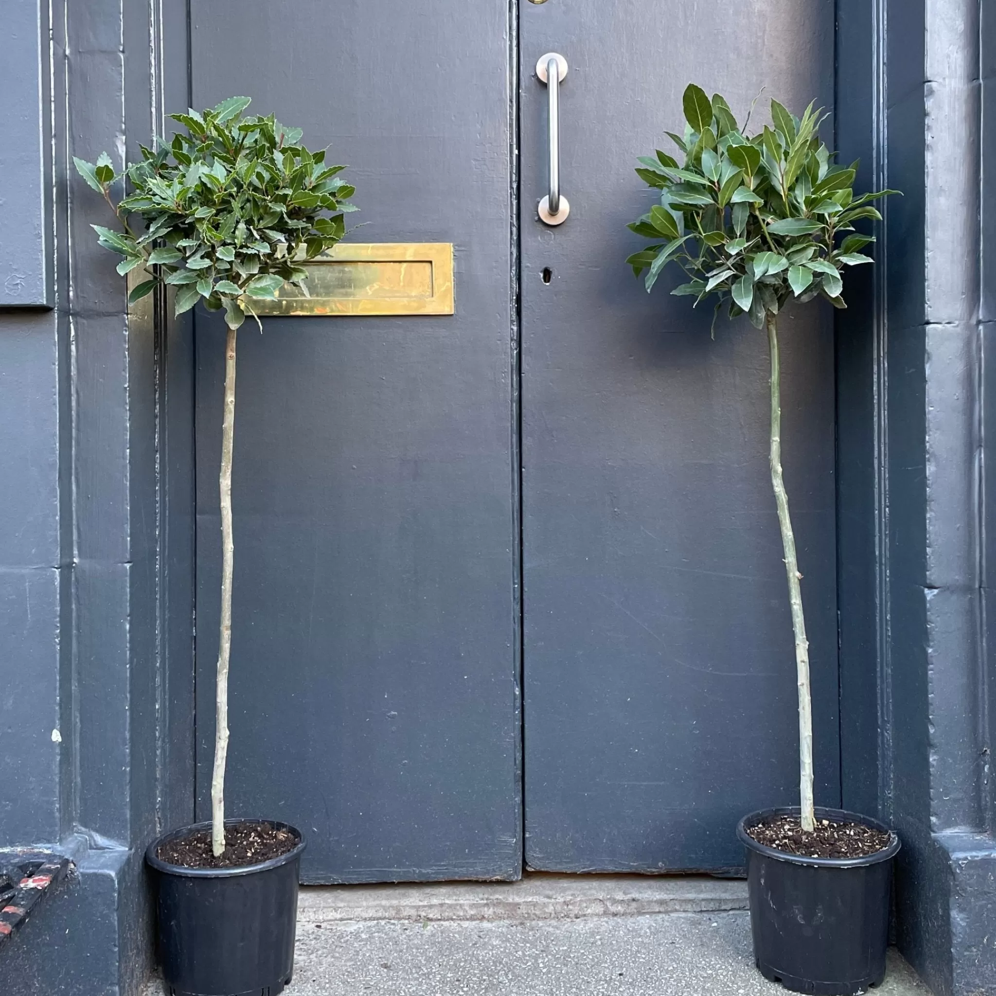 grow urban Laurus Nobilis (120cm)- Outdoor Plants