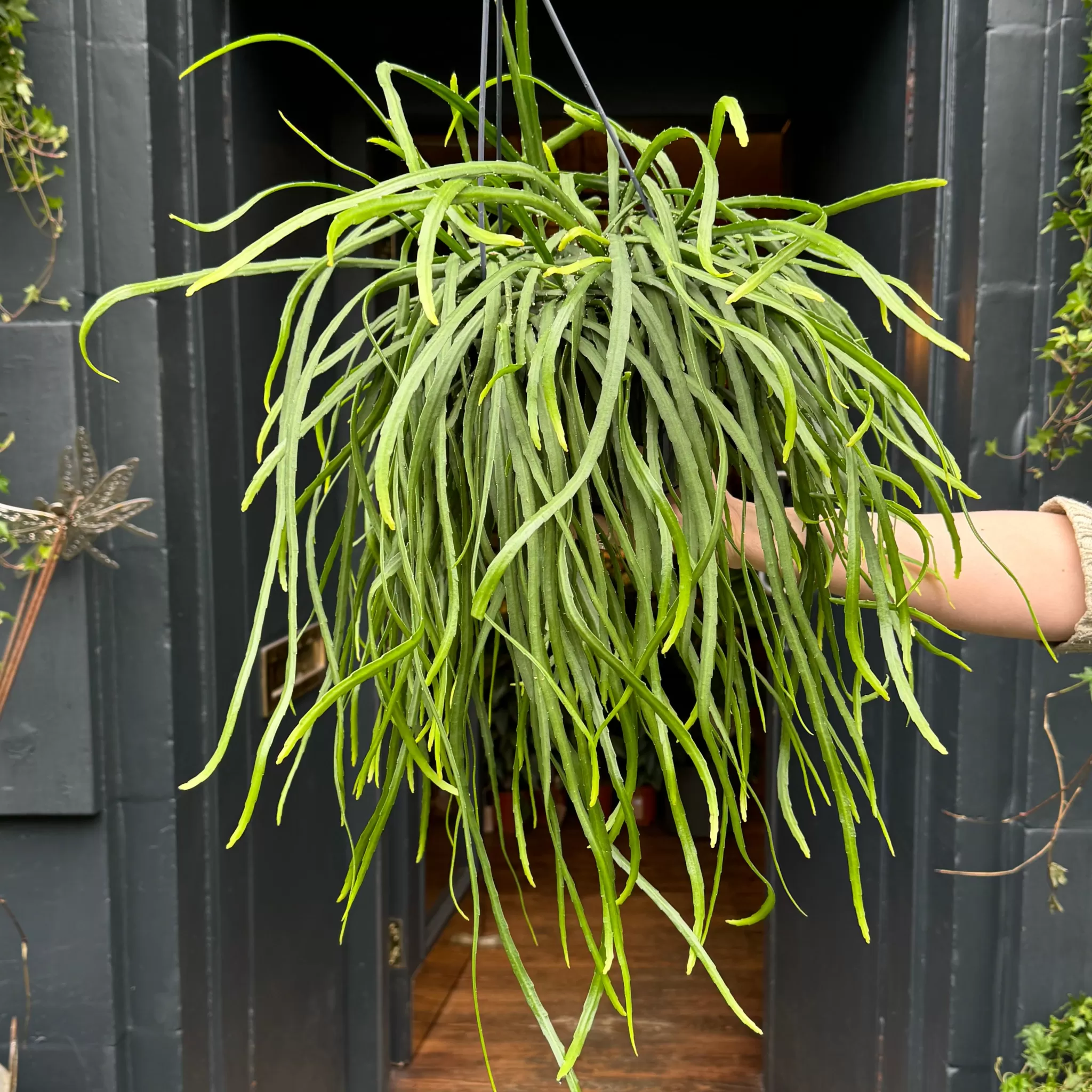 grow urban Lepismium Bolivianum (15cm Hangpot)- Trailing & Hanging Plants | Succulents & Cacti