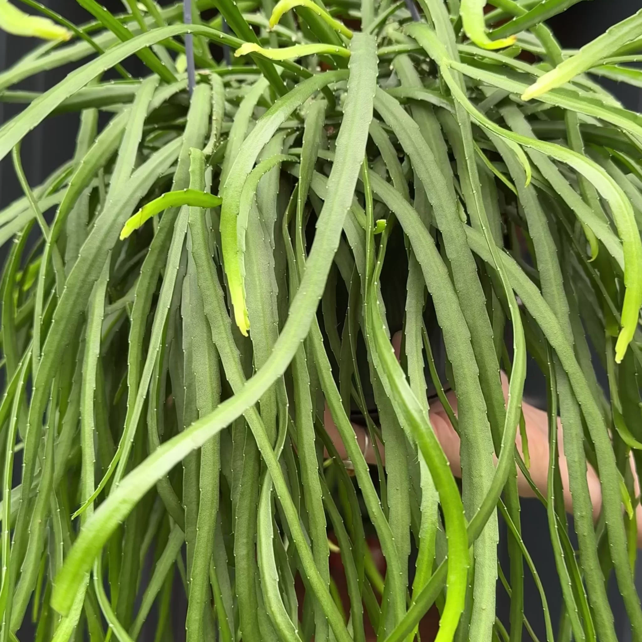 grow urban Lepismium Bolivianum (15cm Hangpot)- Trailing & Hanging Plants | Succulents & Cacti