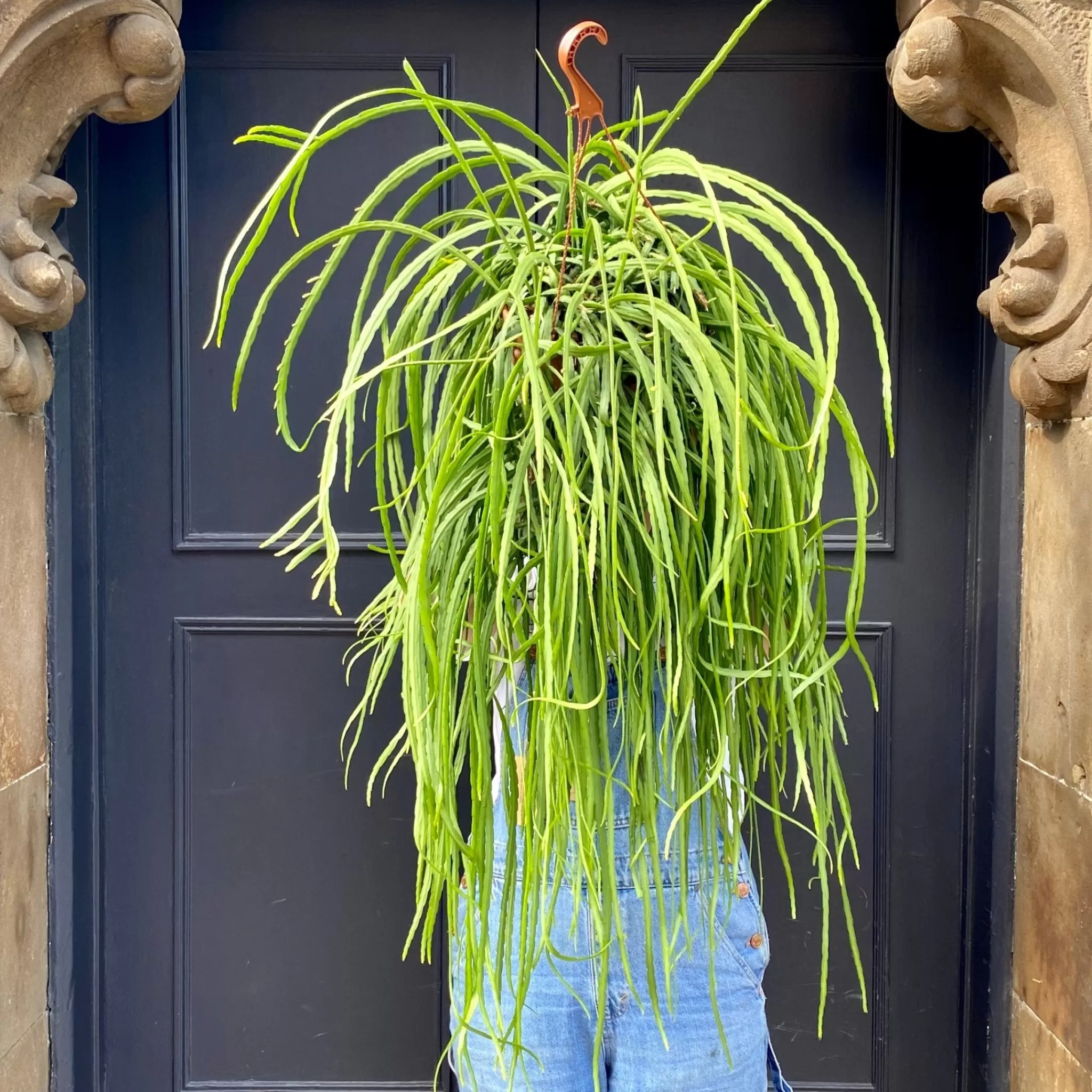 grow urban Lepismium Bolivianum (21cm Pot)- Trailing & Hanging Plants | Succulents & Cacti