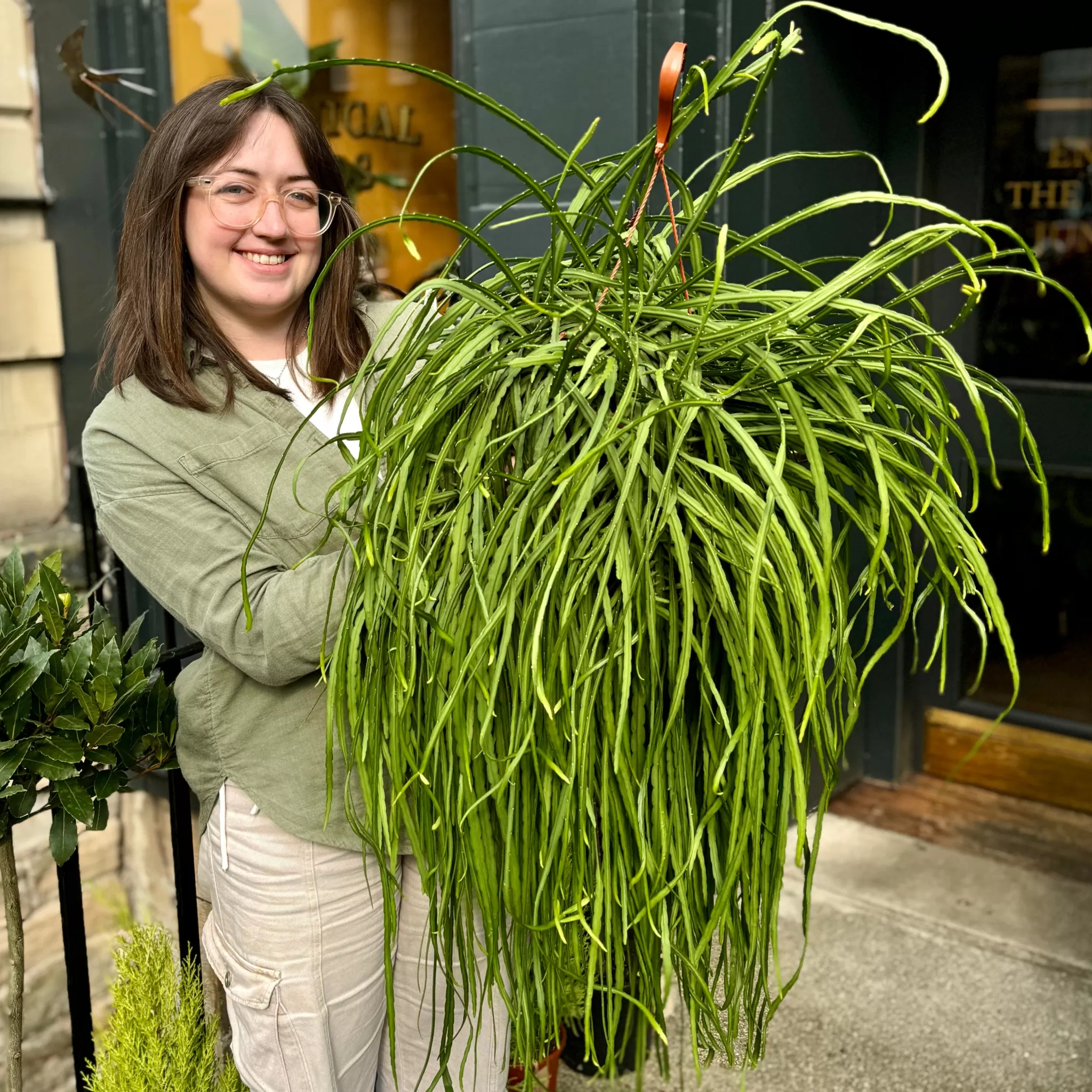 grow urban Lepismium Bolivianum (21cm Pot)- Trailing & Hanging Plants | Succulents & Cacti