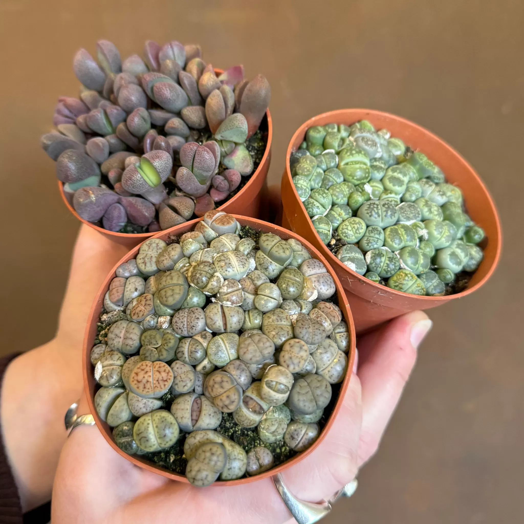 grow urban Lithops- Succulents & Cacti