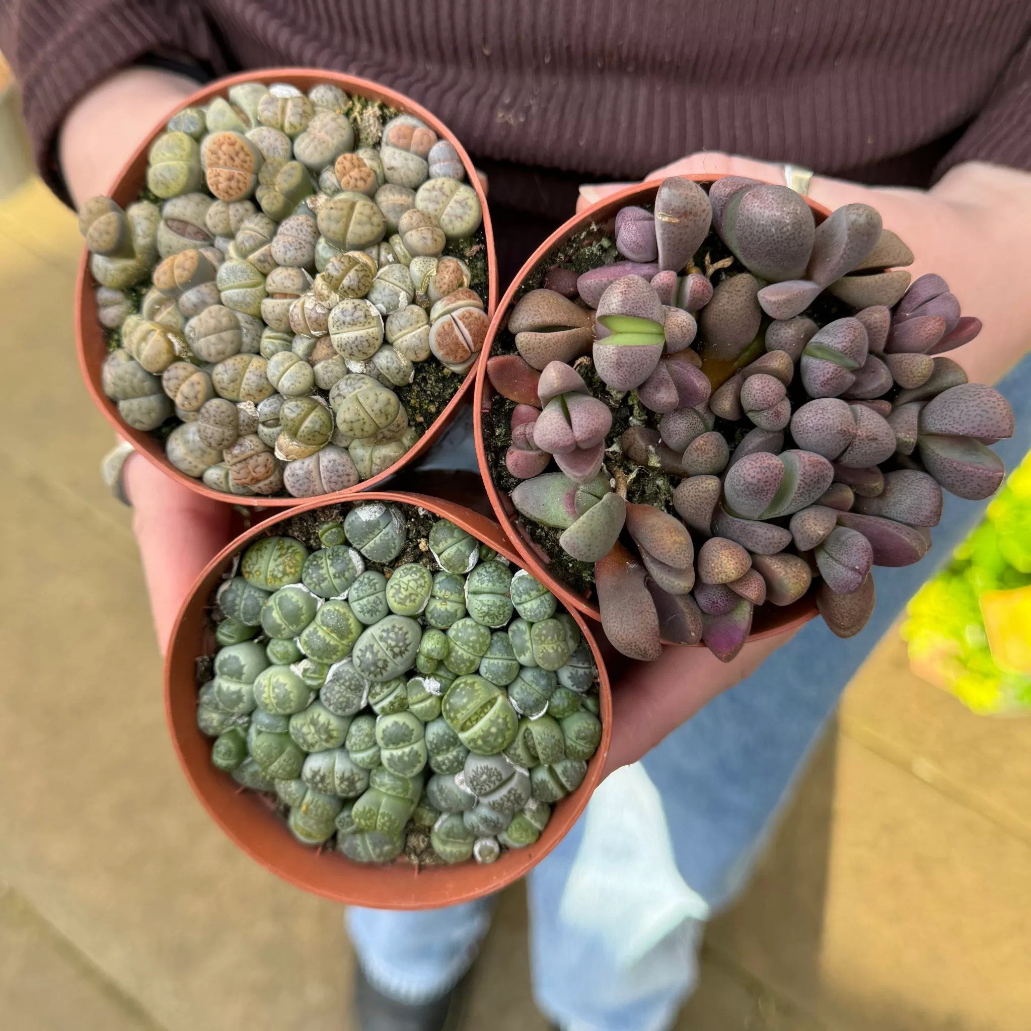 grow urban Lithops- Succulents & Cacti